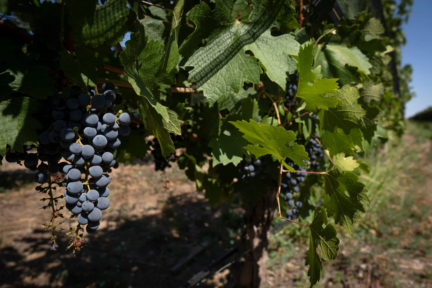Huentala Wines, Harvest Experience