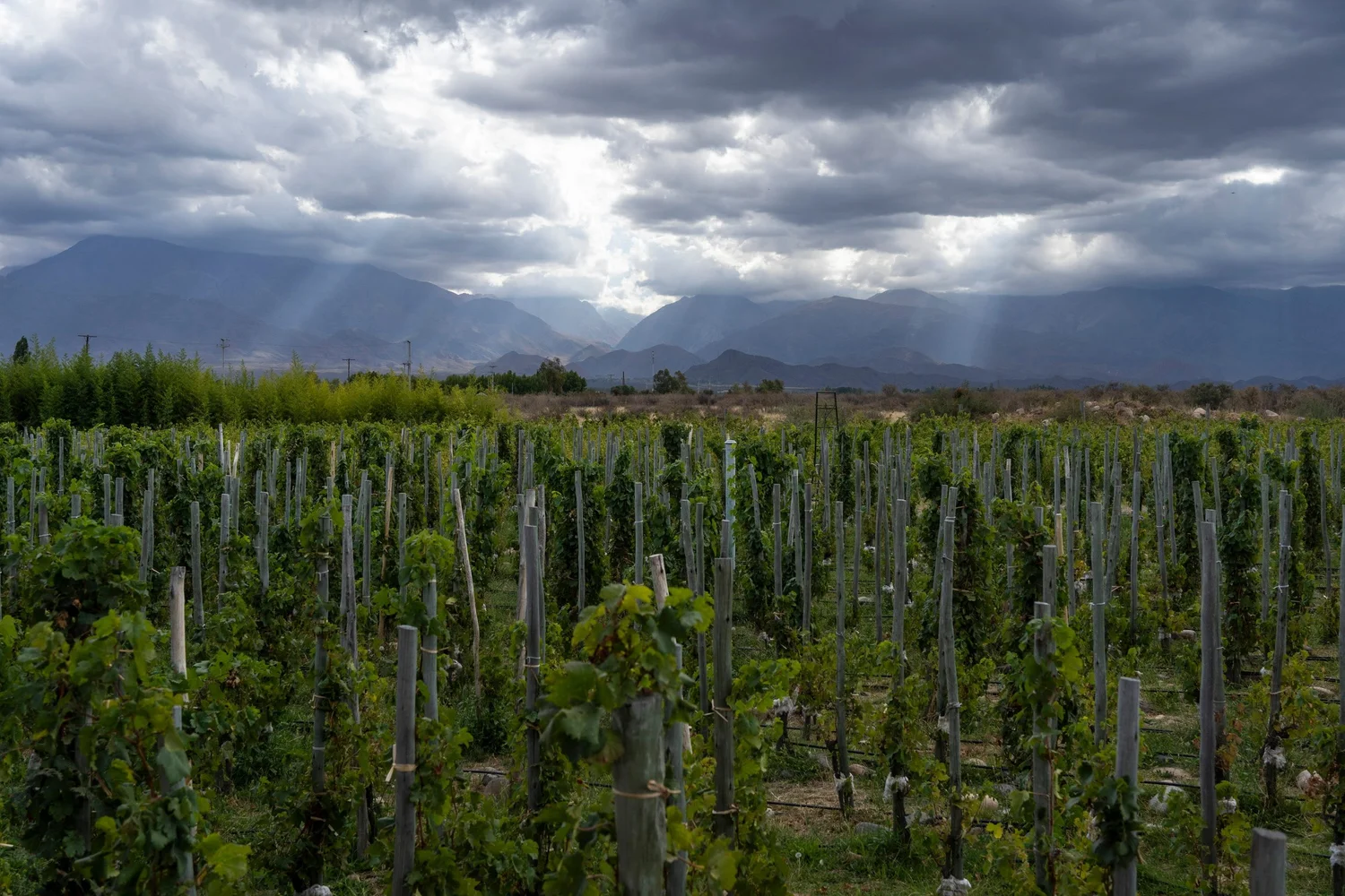 Casarena Winery