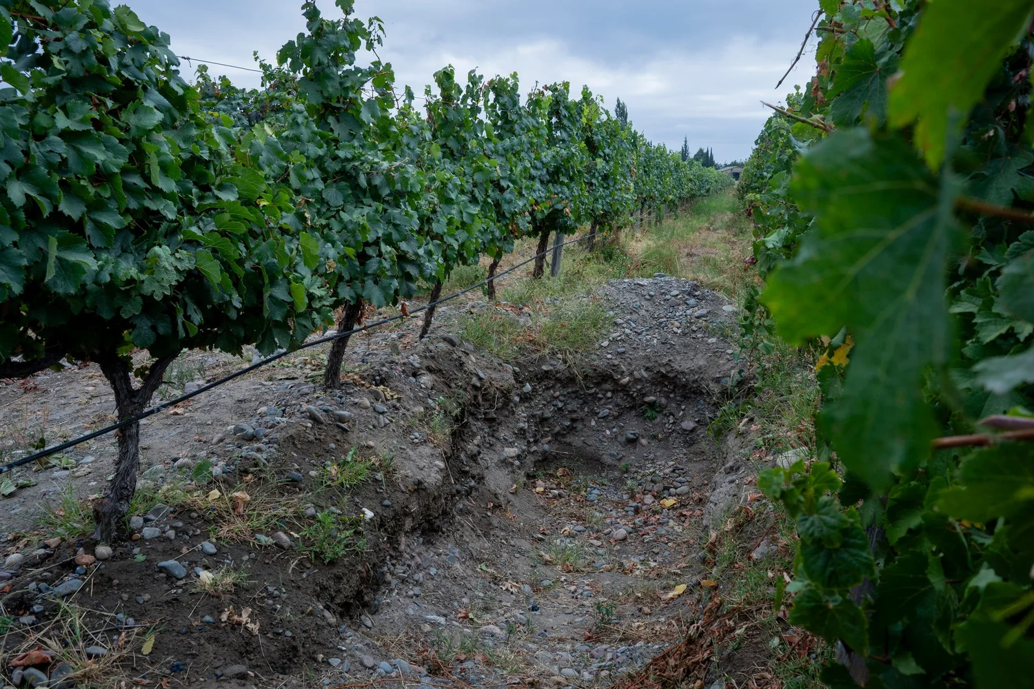 Valle de Uco, Zuccardi