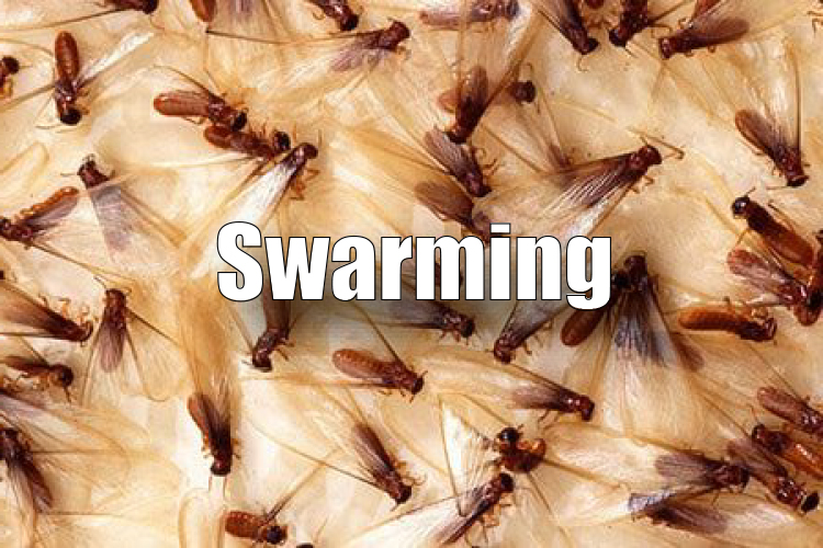 swarming.jpg