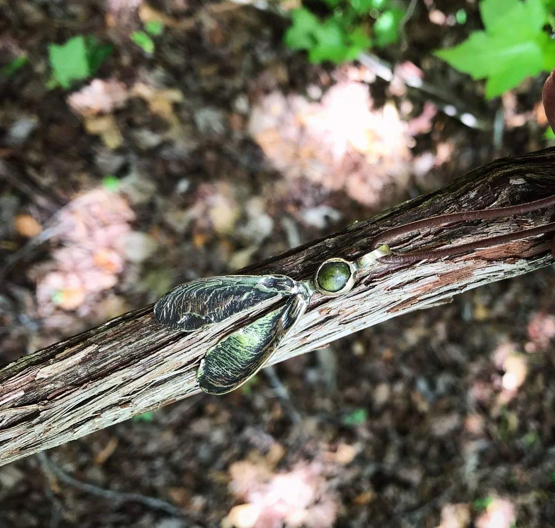 Brass - Unakite