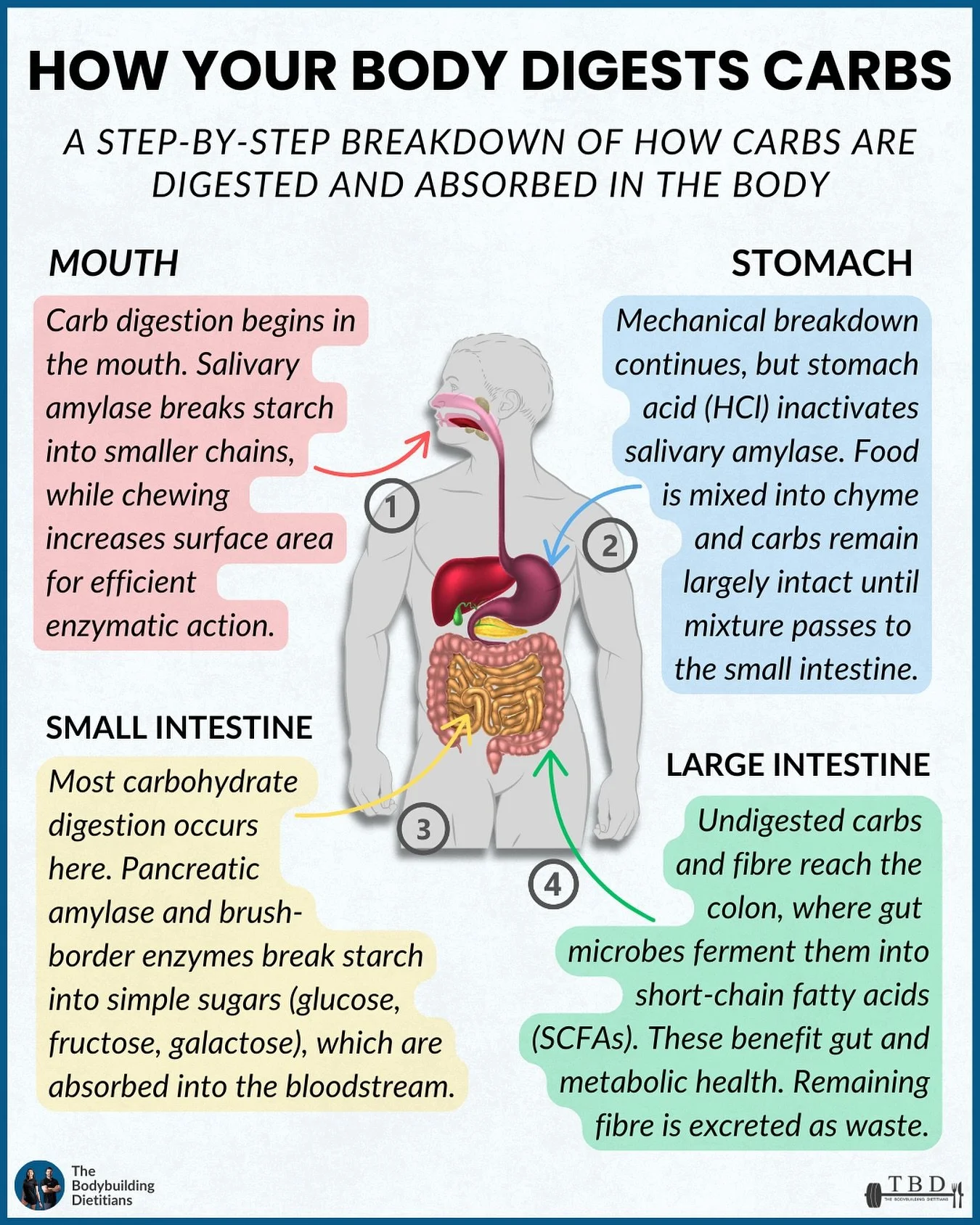 Most people get carb digestion completely wrong, here&rsquo;s how it really works.

Digestion and absorption isn&rsquo;t just a one-step process where food &ldquo;turns into energy.&rdquo; It&rsquo;s a carefully orchestrated system involving enzymes,