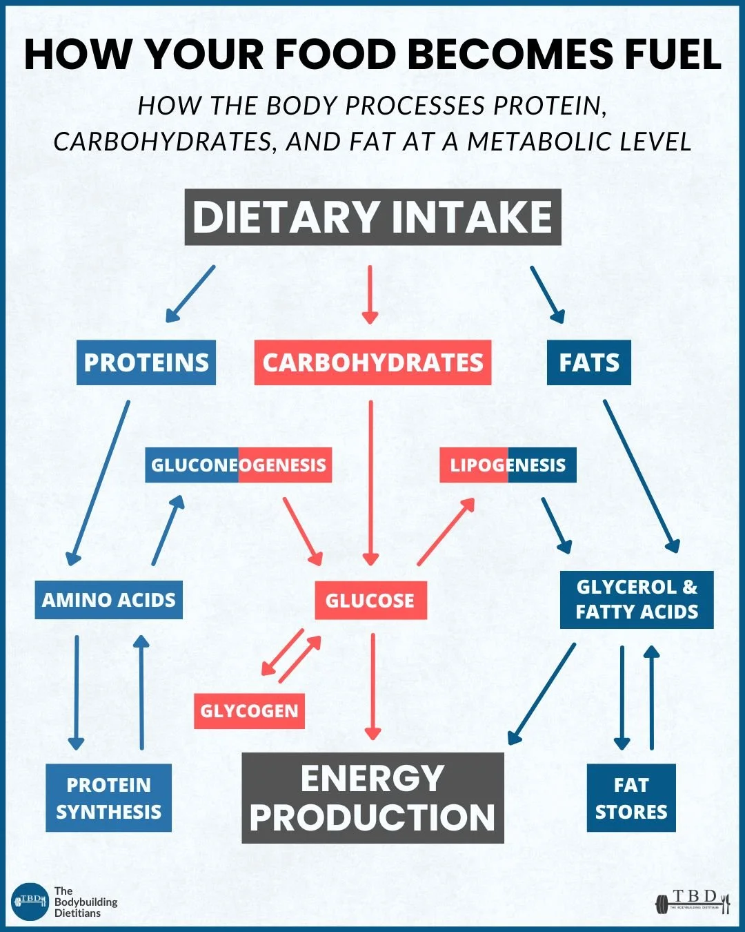 How Your Food Becomes Fuel energy metabolism diagram
