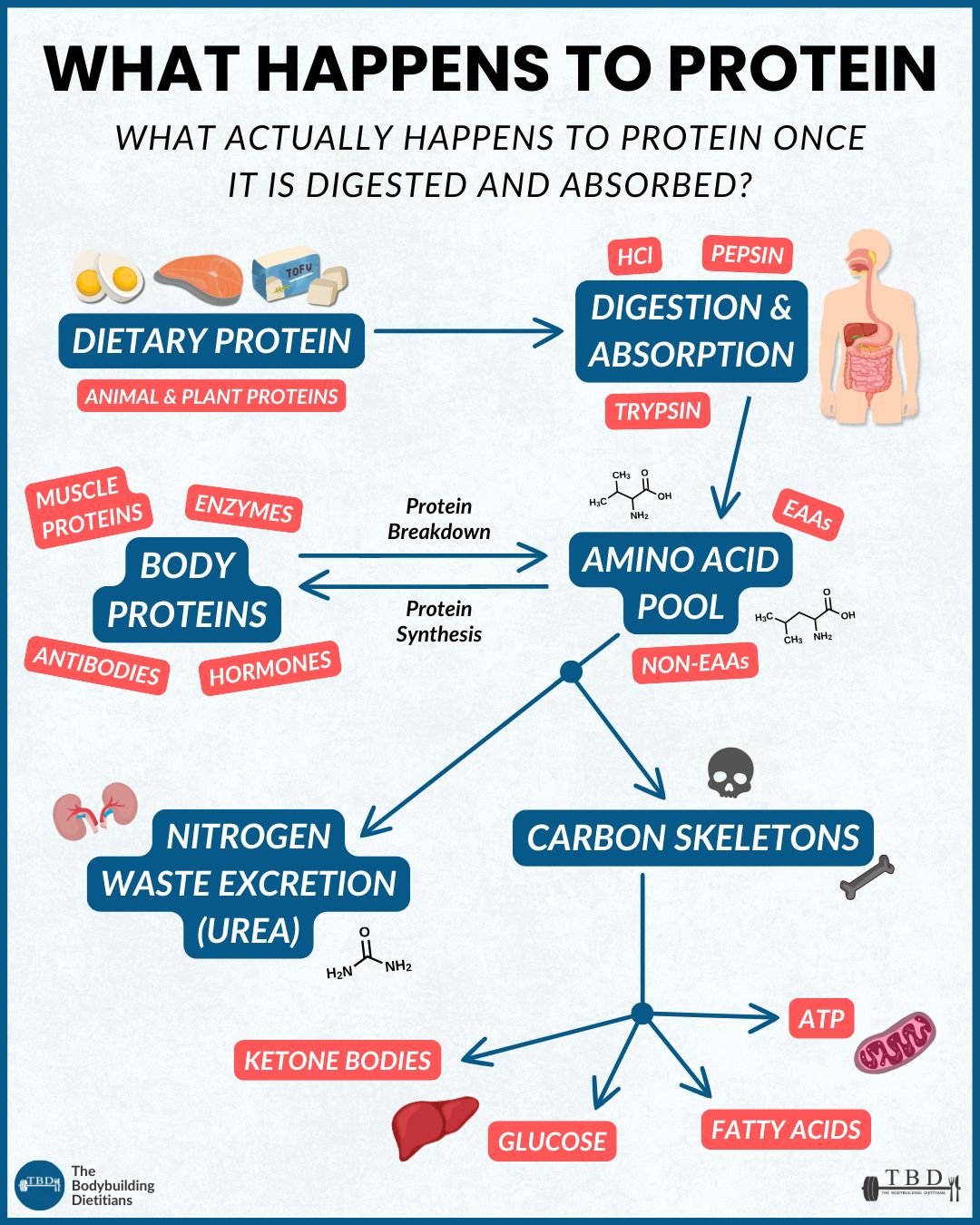 PROTEIN PATHWAY.jpg