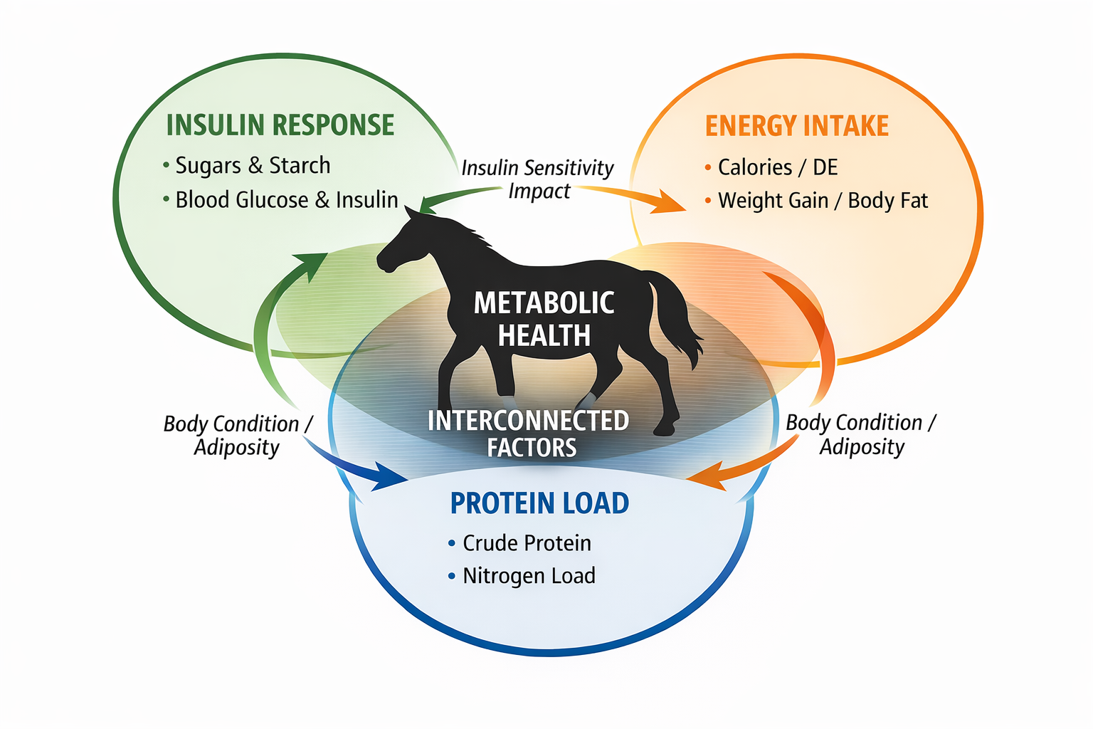 Lucerne, Insulin, Protein and Weight: Untangling the Confusion for Metabolic Horses
