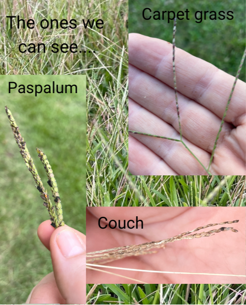 Mycotoxins in Pasture Grasses – What Your Horse May Be Dealing With Right Now