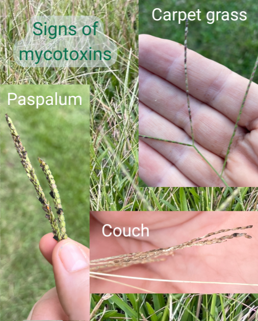 Mycotoxins in Pasture Grasses – What Your Horse May Be Dealing With Right Now