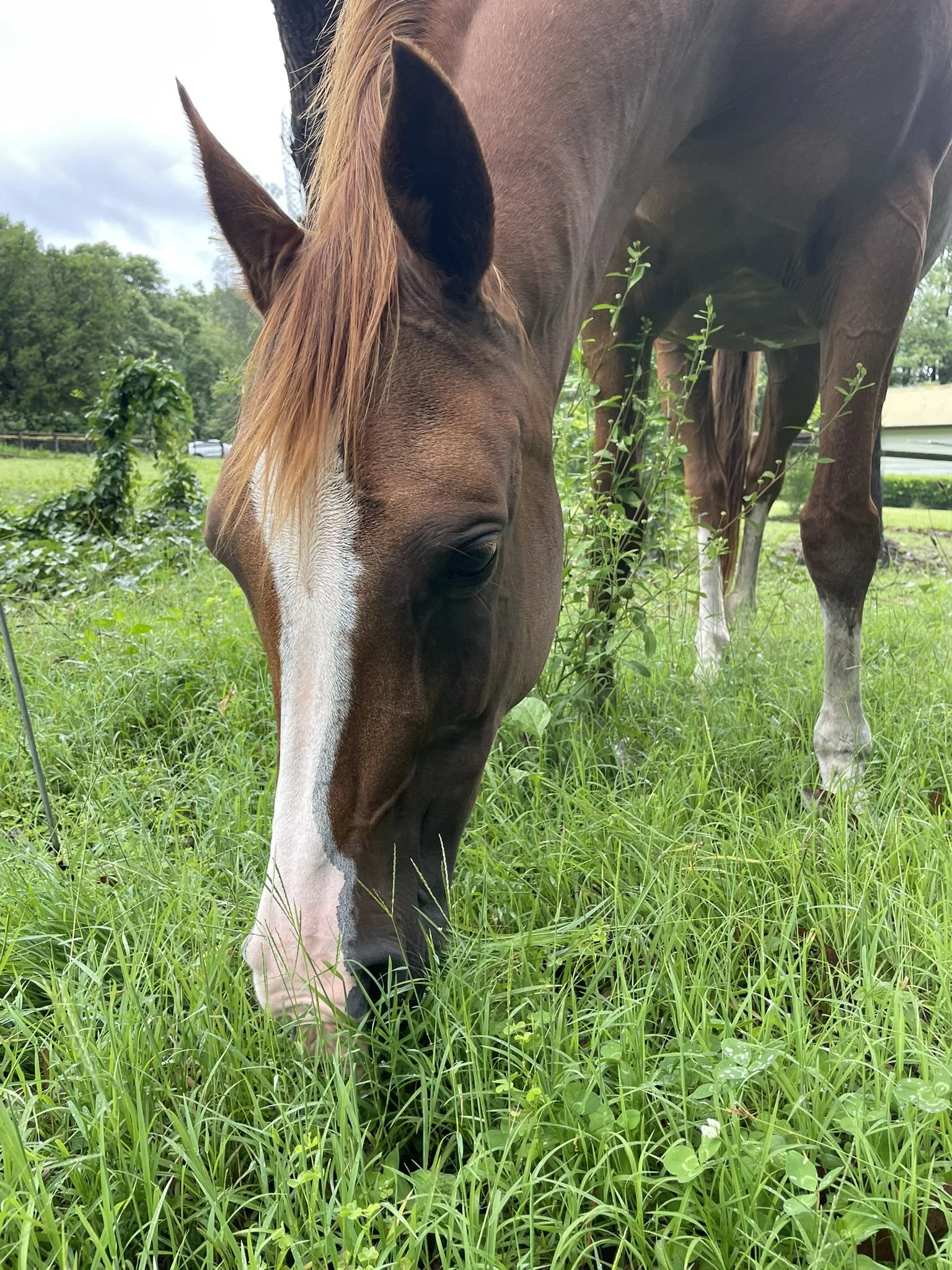 Spring Is Springing! What Does That Mean for Your Horse's Diet?