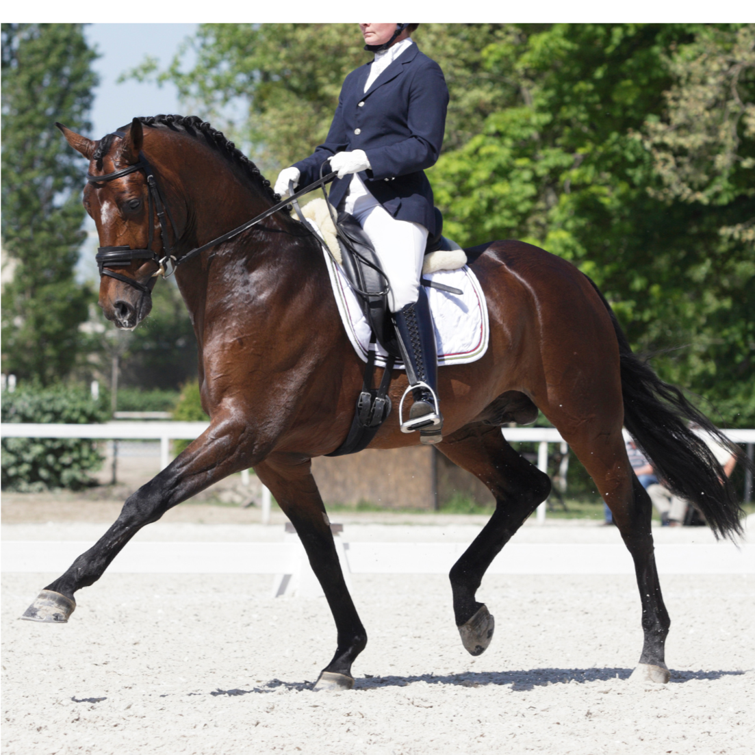 Dressage+horse.png