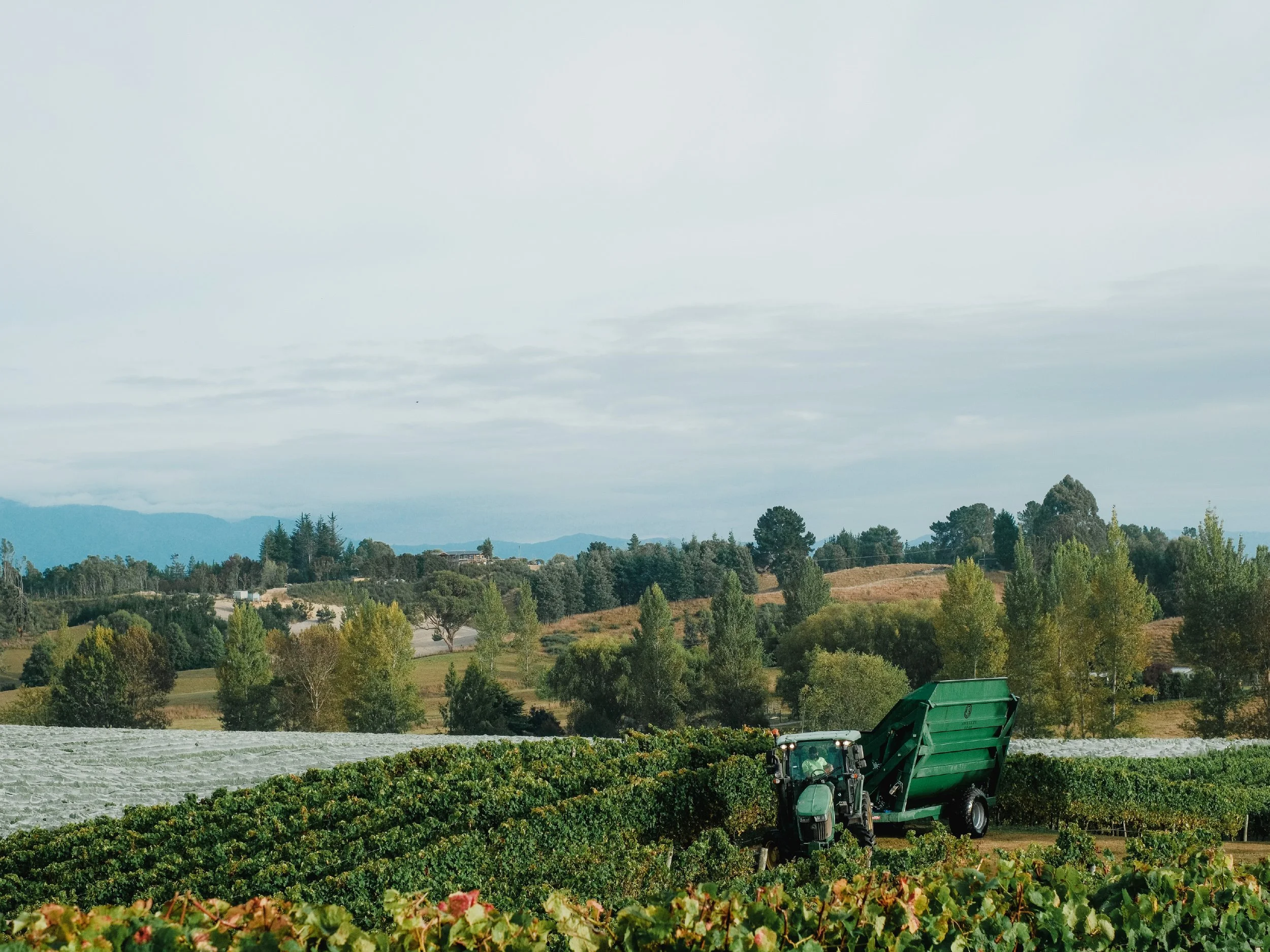 Harvest Blog-08.jpg