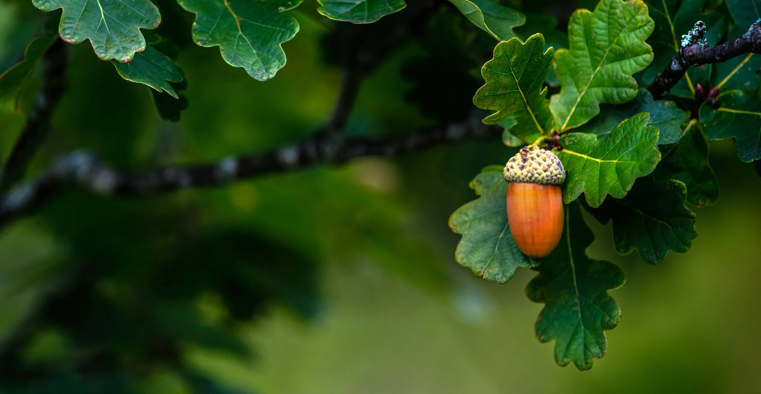There was a tree: concert of exciting new music