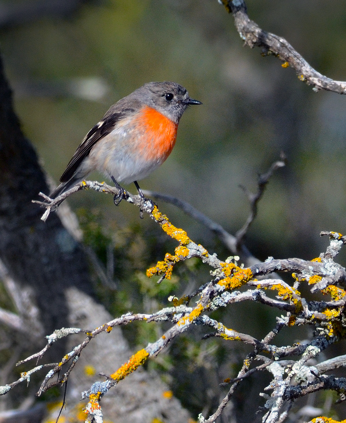  Scarlet robin (female) -2016 