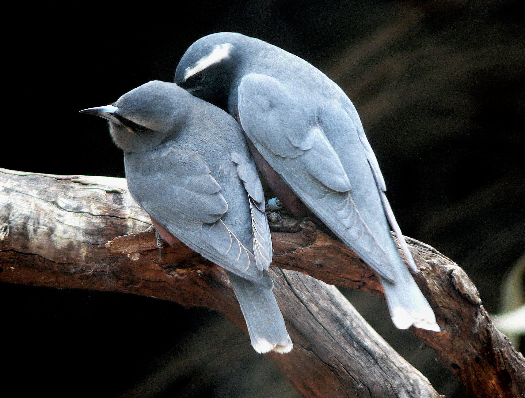  White-browed Woodswallows -2009 