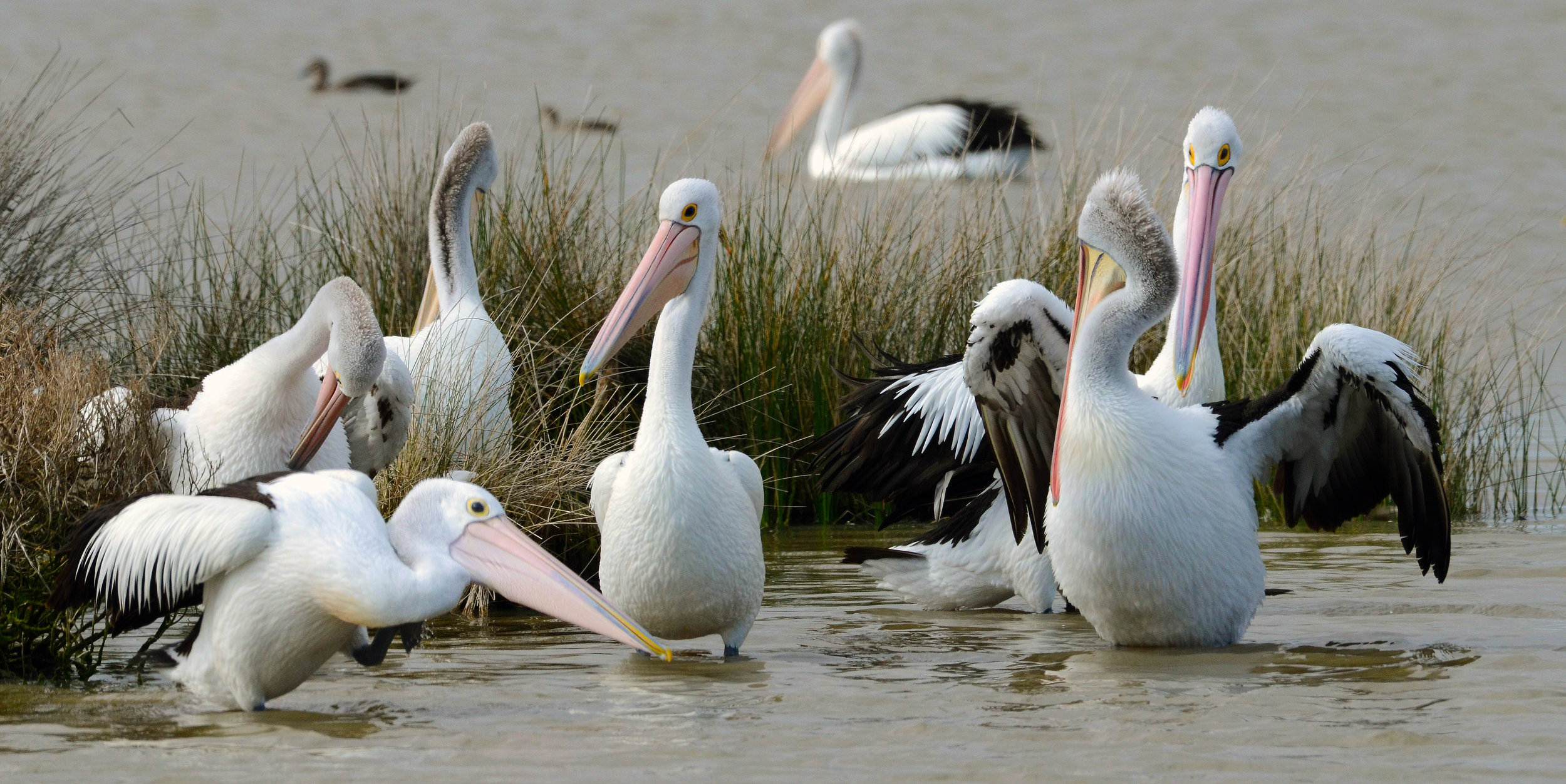  Australian pelicans - 2015 
