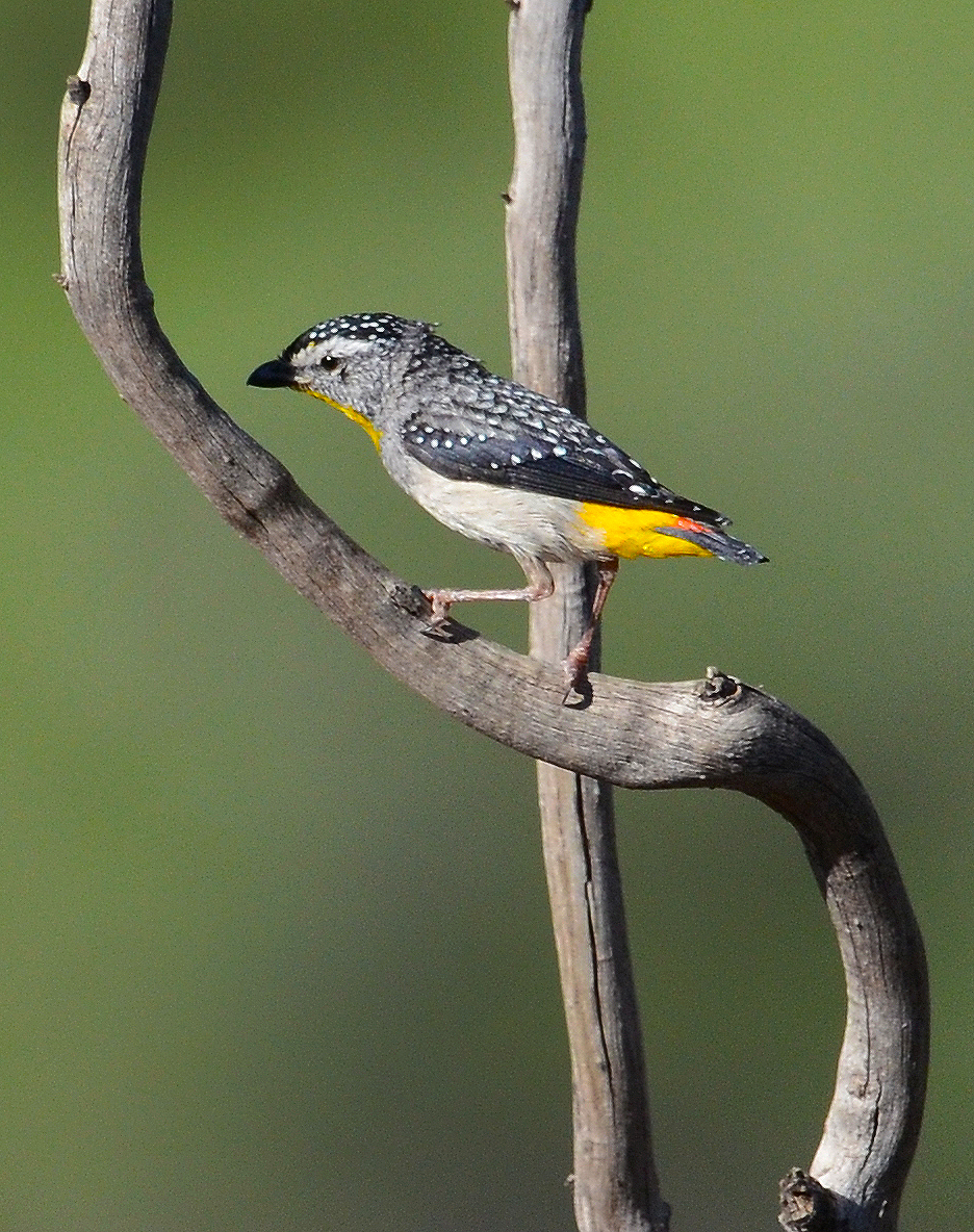  Spotted Pardalote -2017 