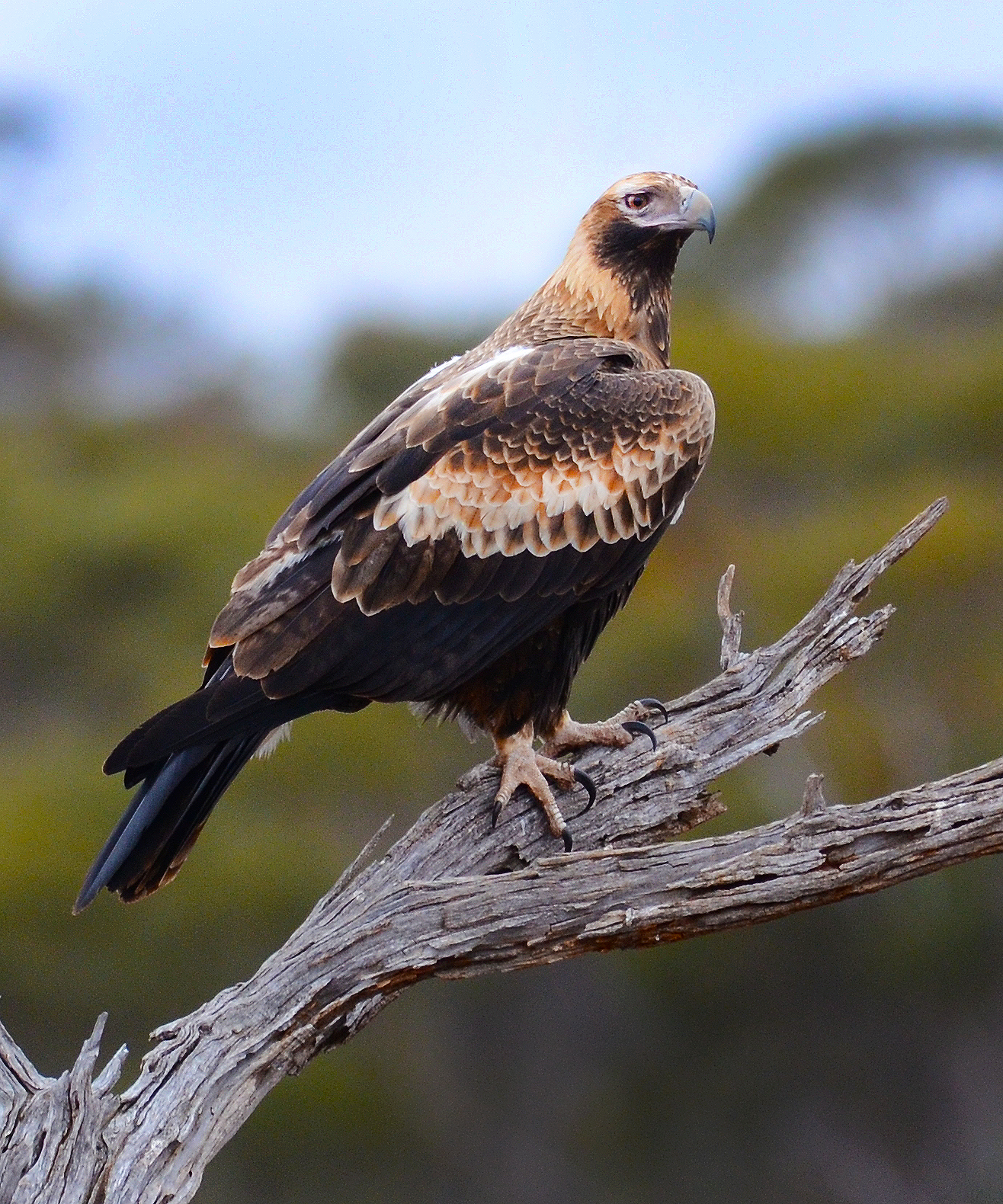  Wedge-tailed Eagle, Gluepot Bird Reserve SA -2016 
