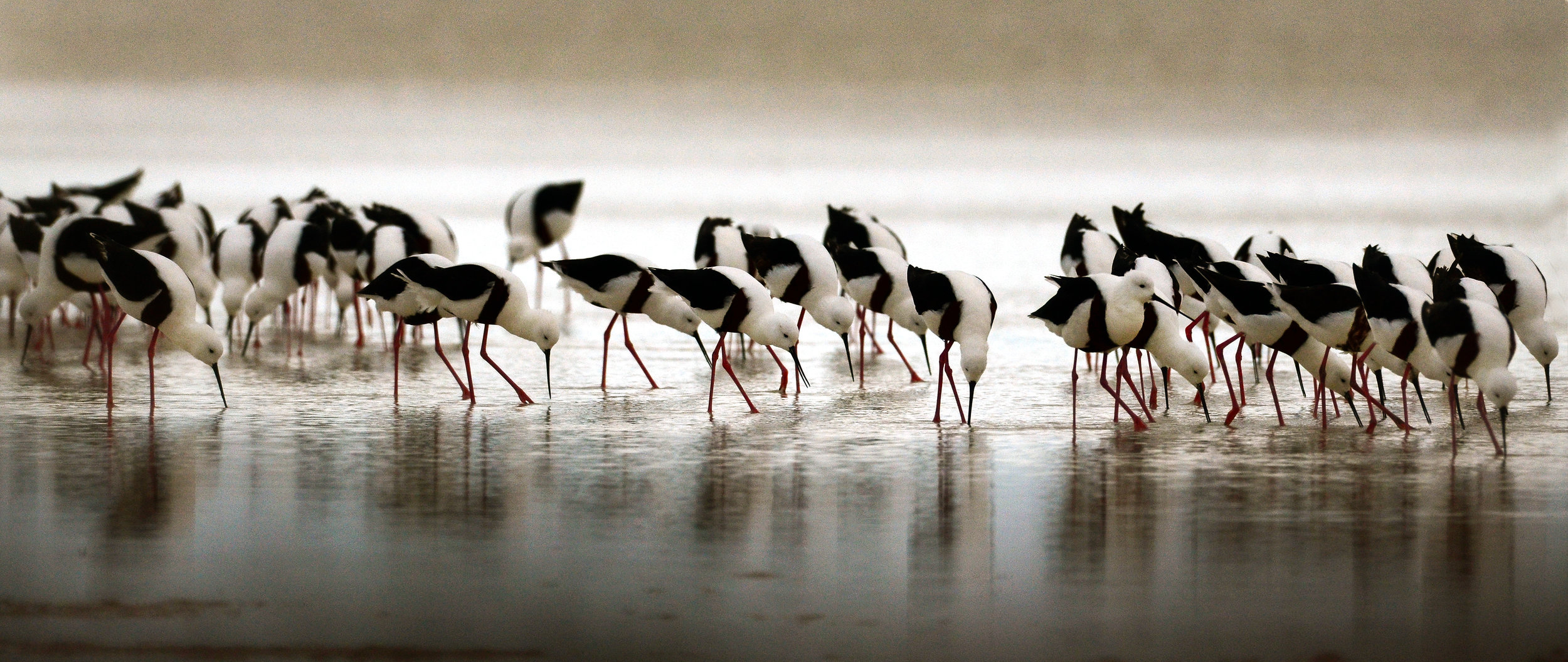  Banded Stilts - the Coorong -2018 