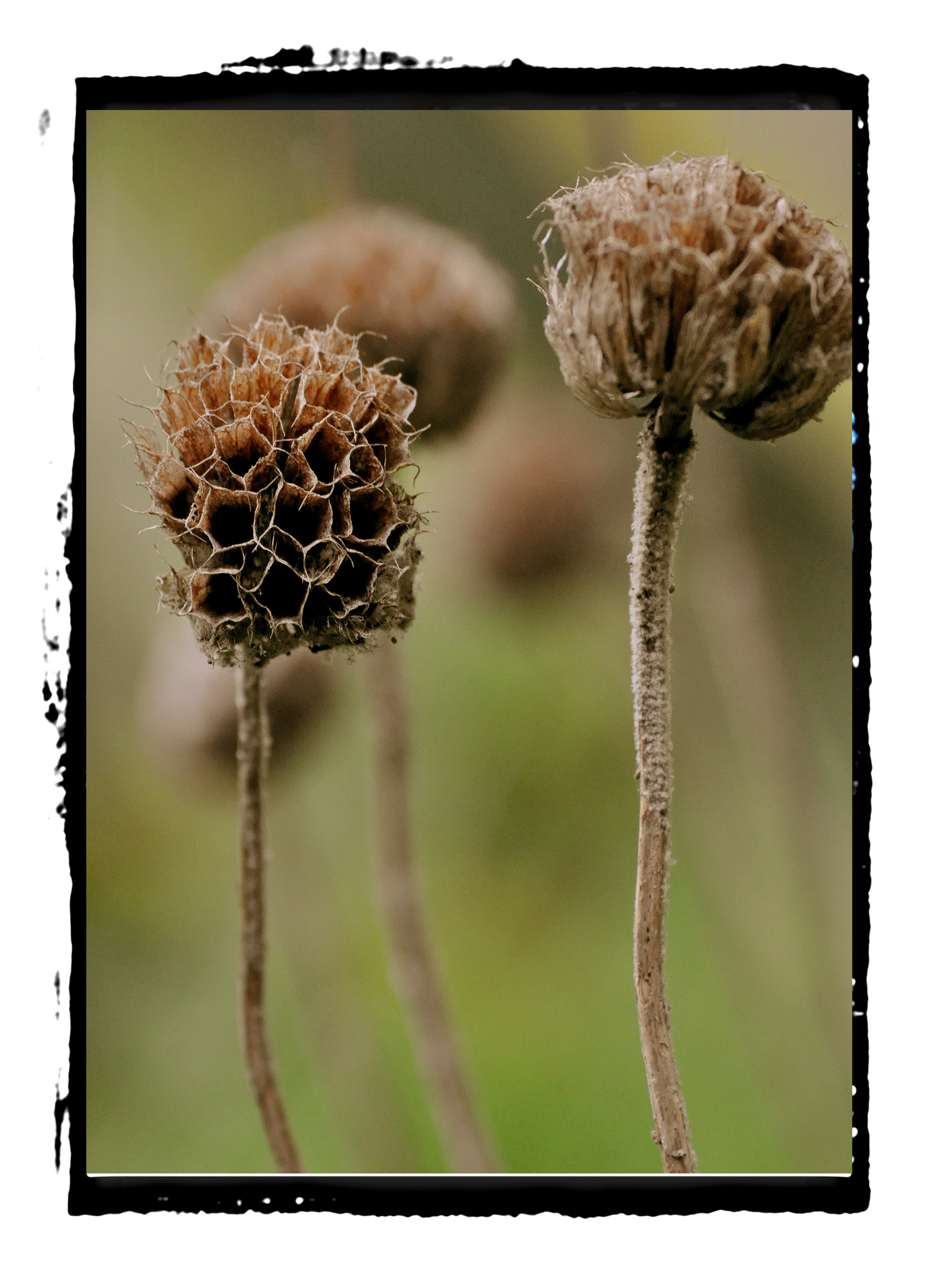  Flower pods- 2010 