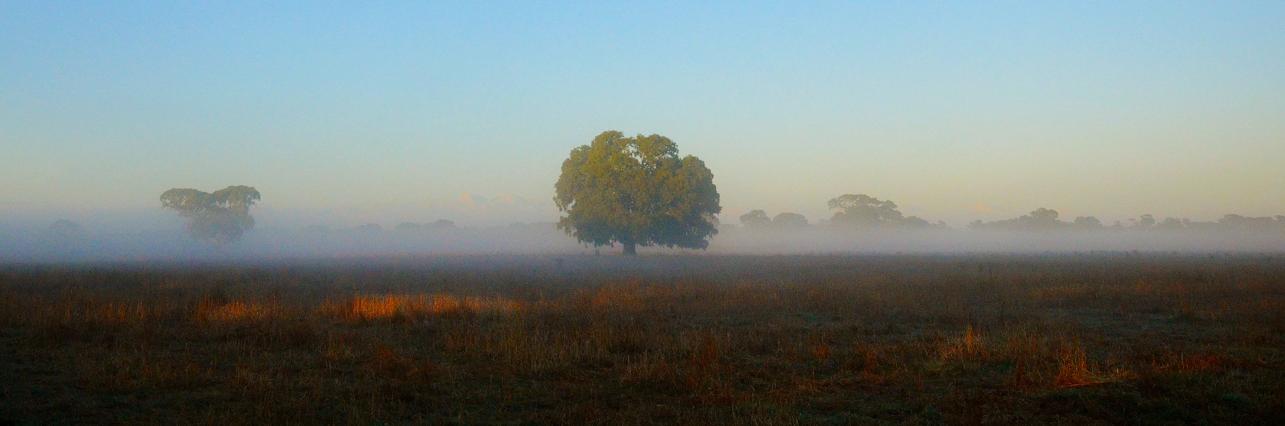  Morning fog -2016 