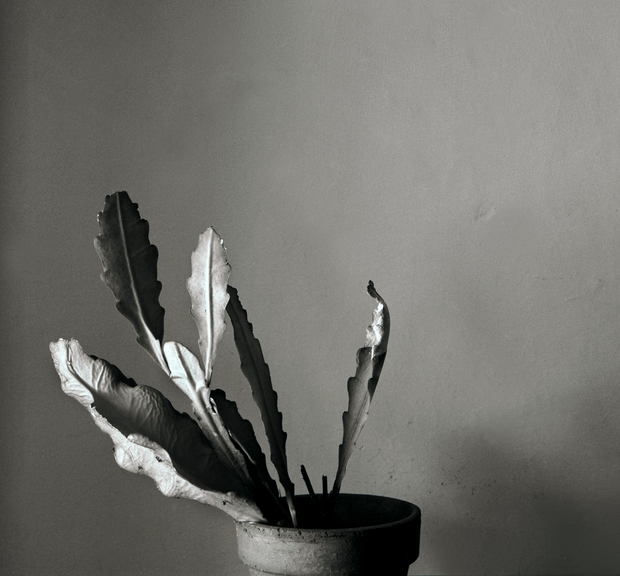  Flower Series #1  1984   A series of six B&amp;W flower images were exhibited at the Developed Image Gallery, SA and were purchased by the SA Law Courts for their hallways. 