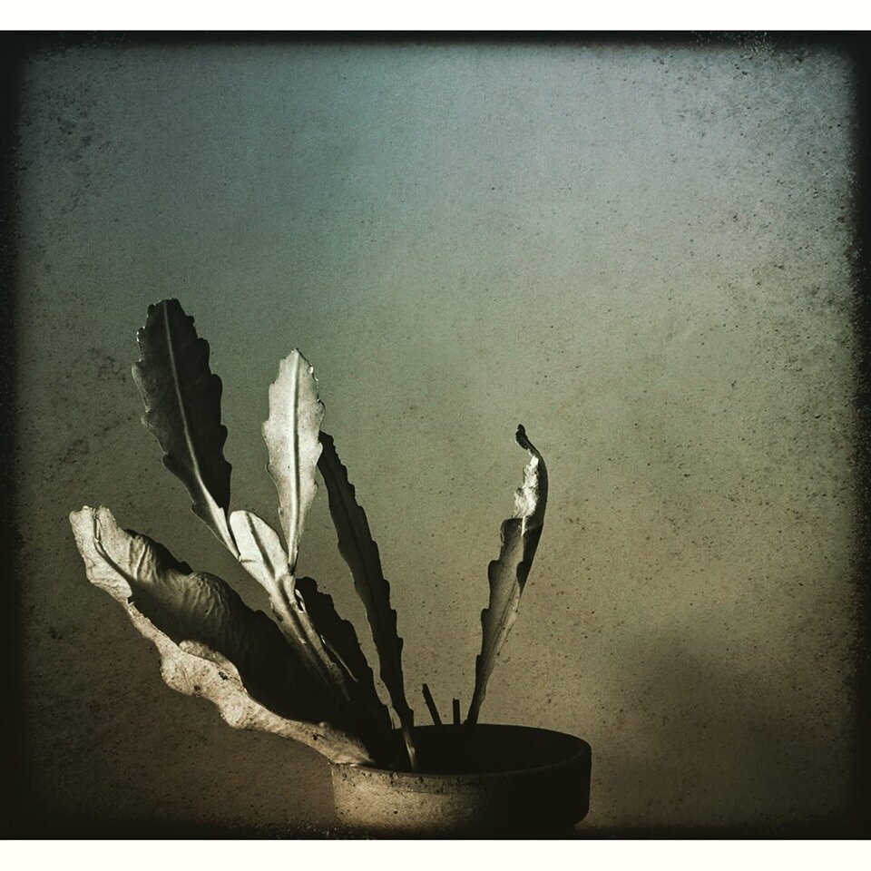  Cactus series Negative reworked from 1984 image to 2019 image 