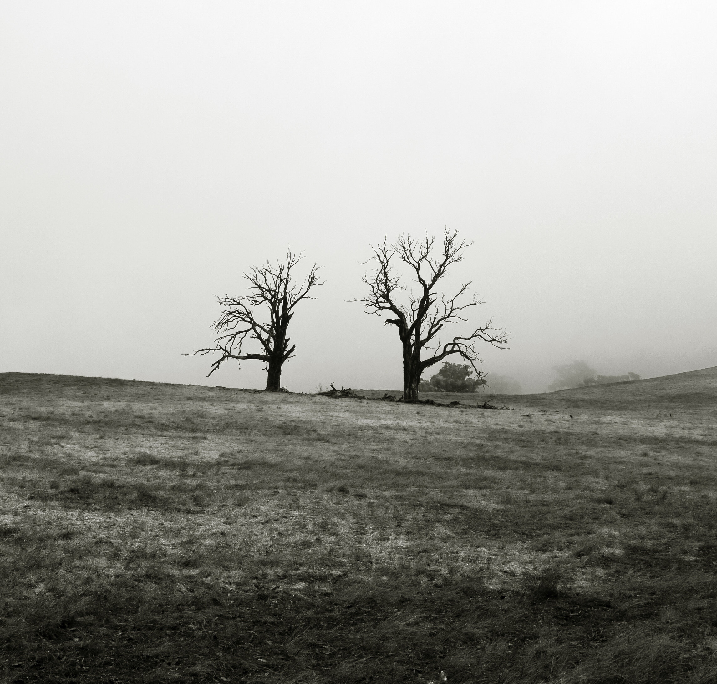 Dead Trees in Fog, 2020