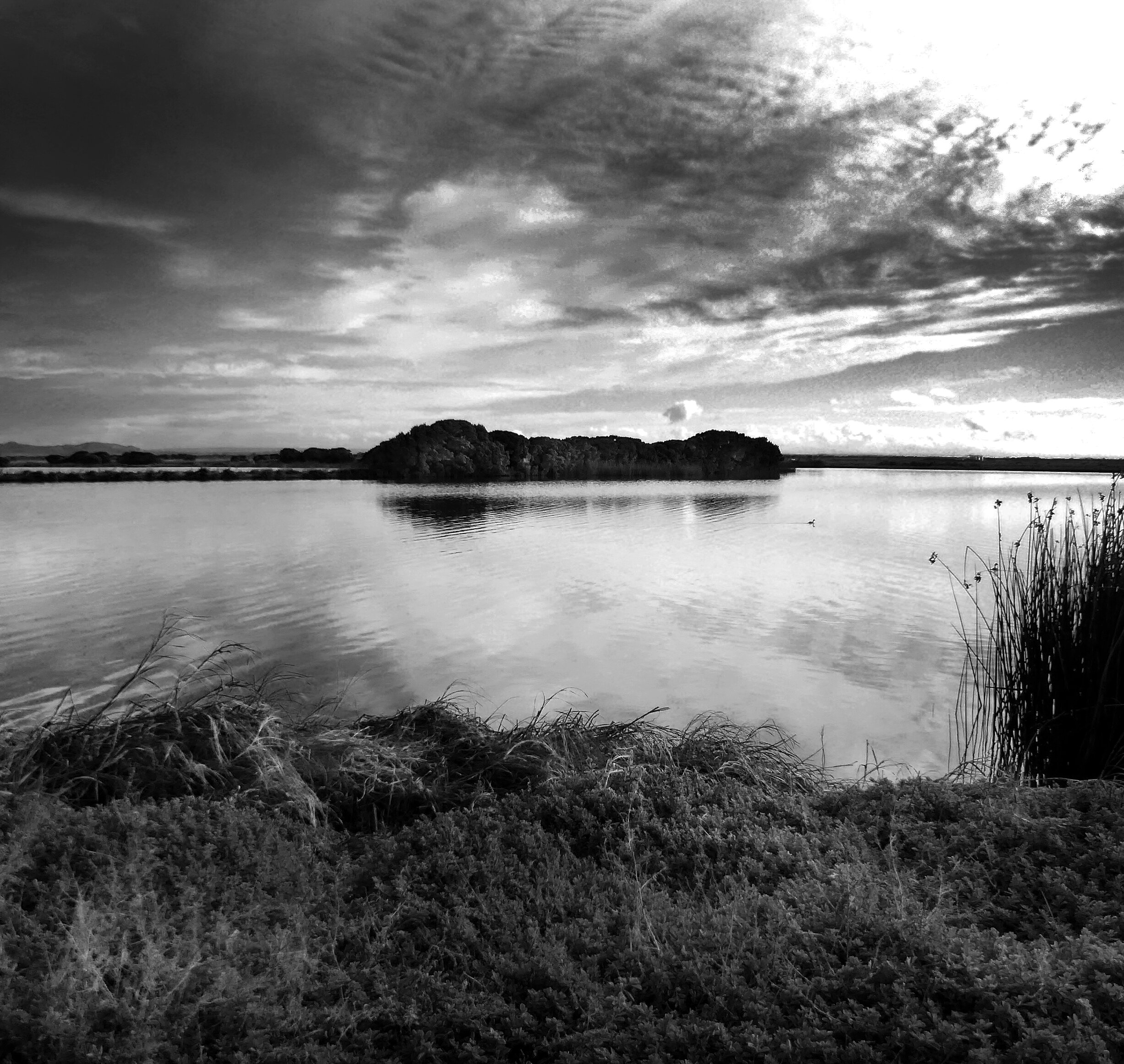 Werribee Wetland, Vic 2015