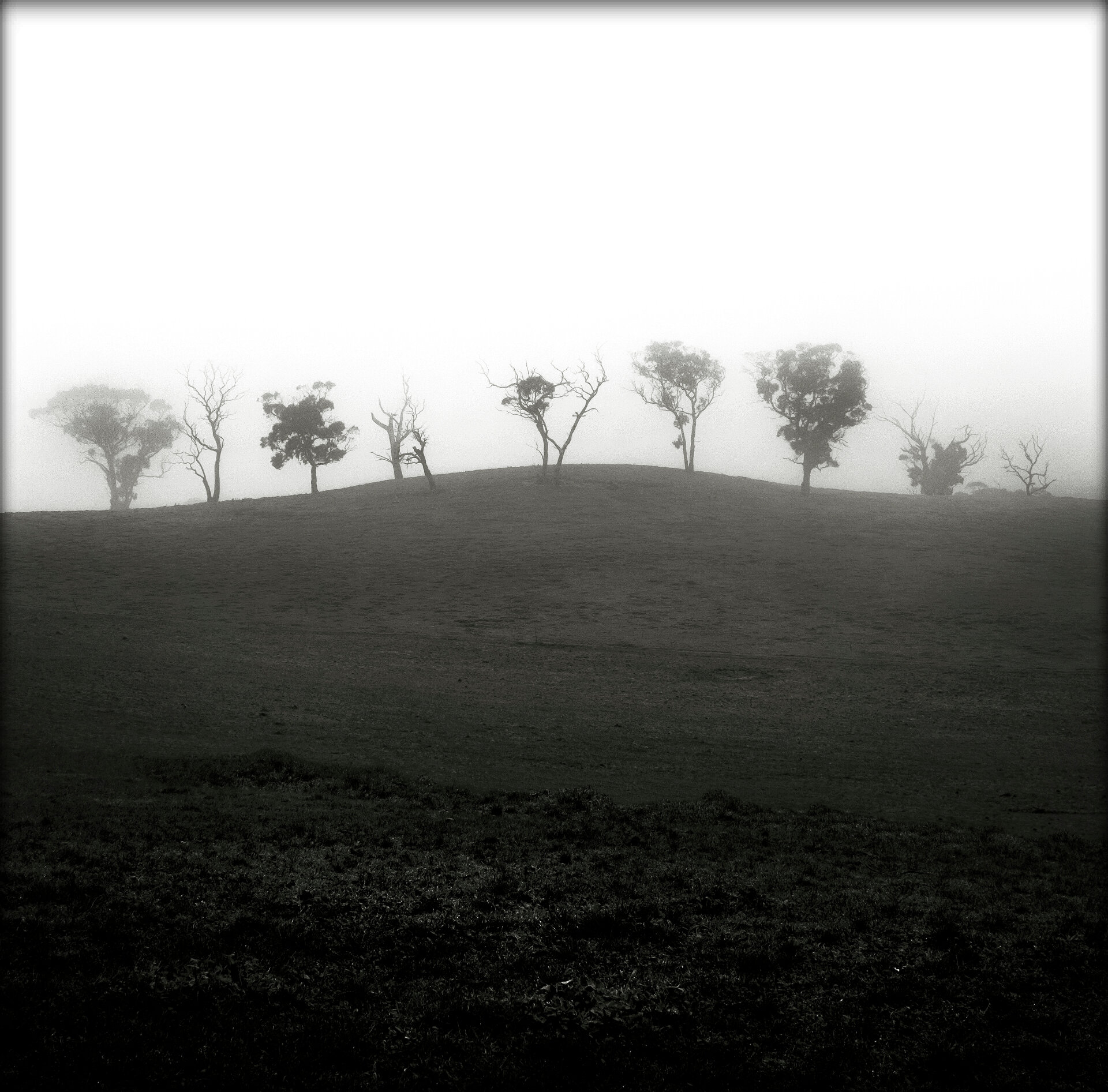 Trees in Fog #2
