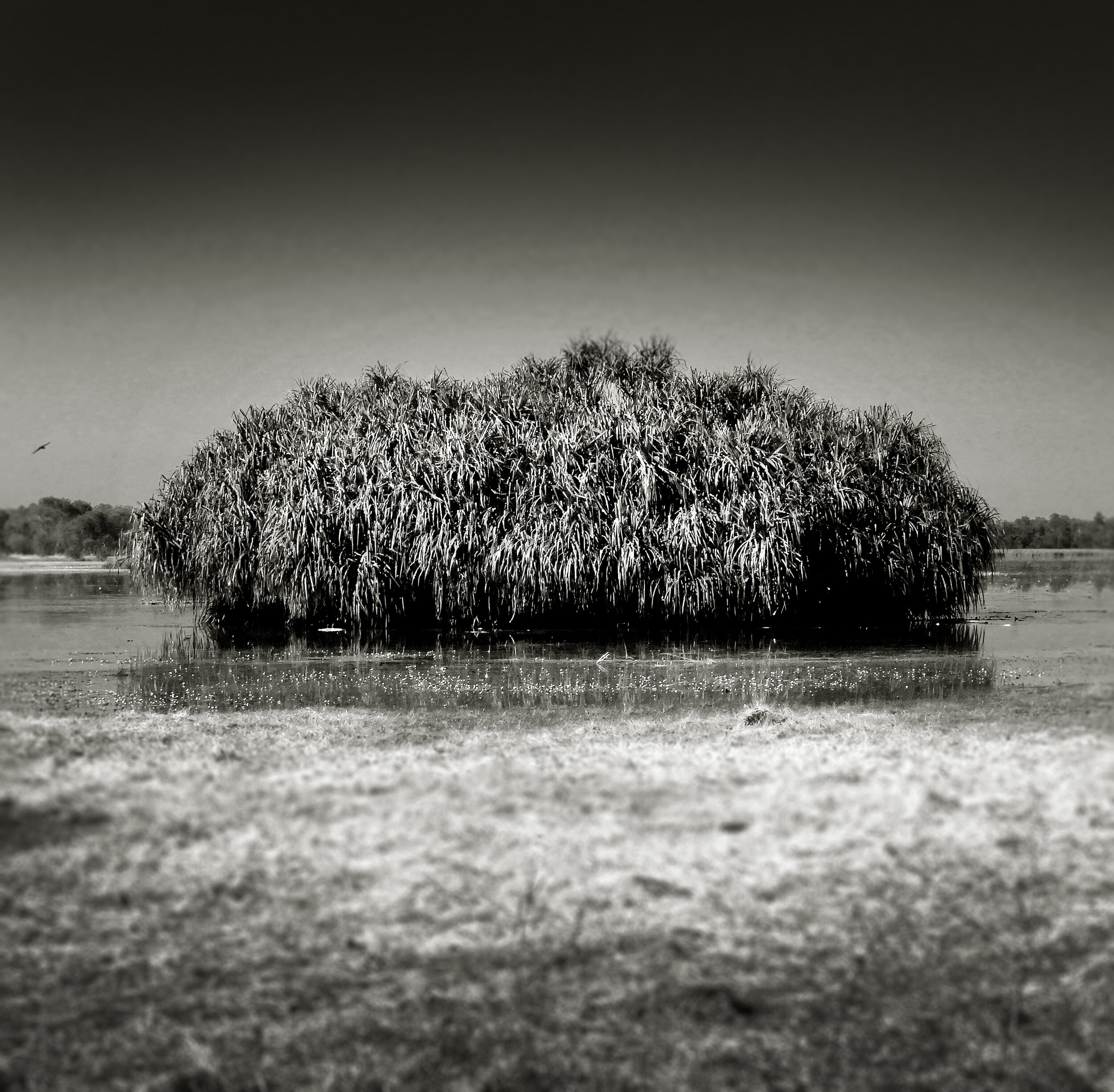 Mary River CP, NT 2019