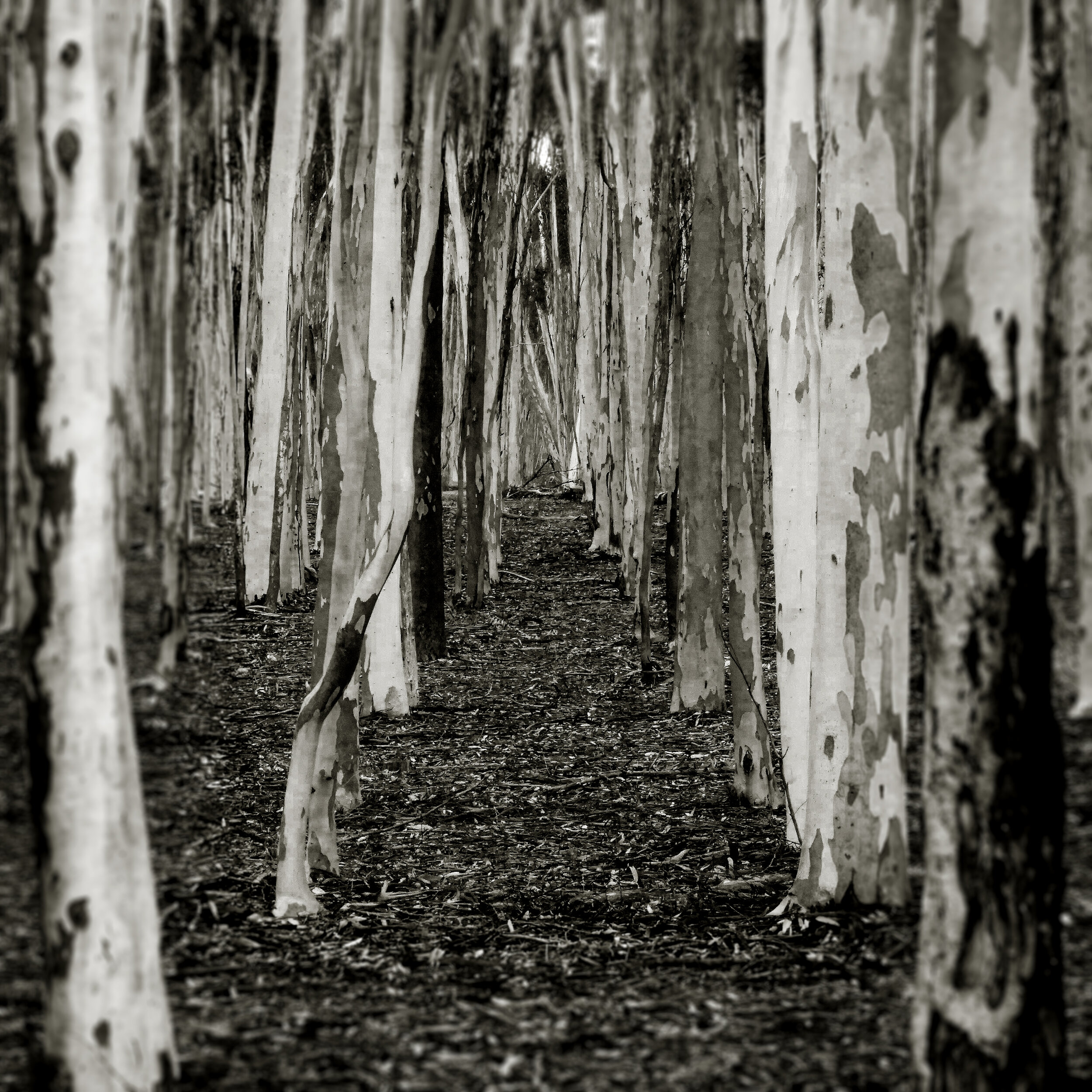 Gum Trees, You Yangs, Victoria, 2017