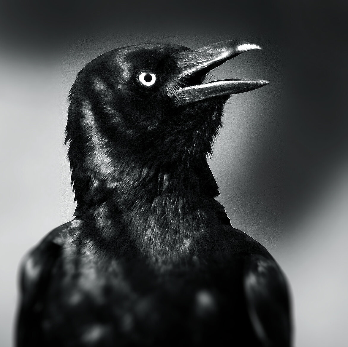 Australian Raven 2018
