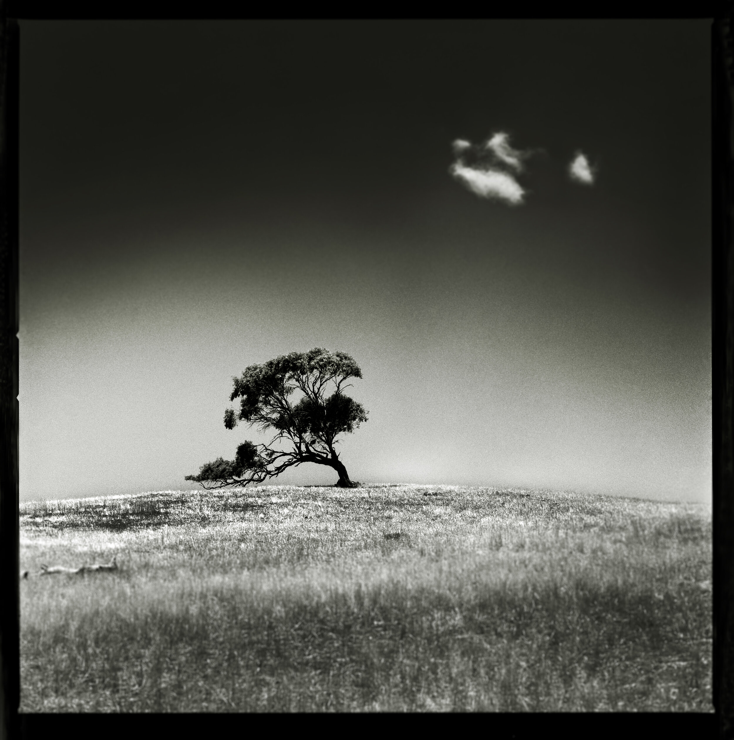 Lone Tree and Clouds 2021