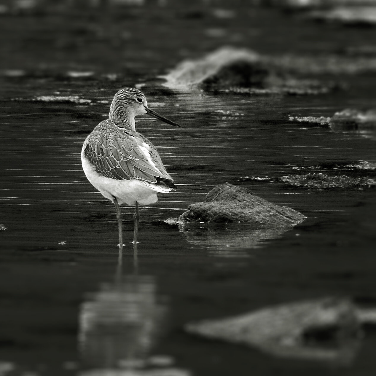 Greenshank 2017