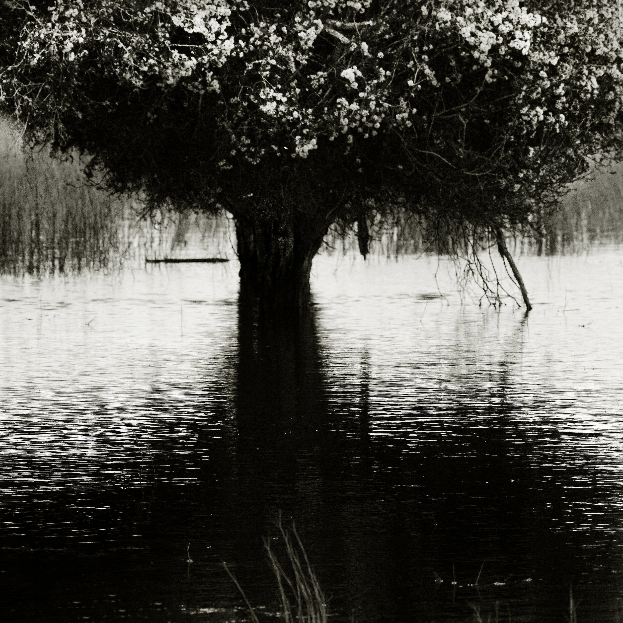 Swamp Tree, Bool lagoon SA 2016