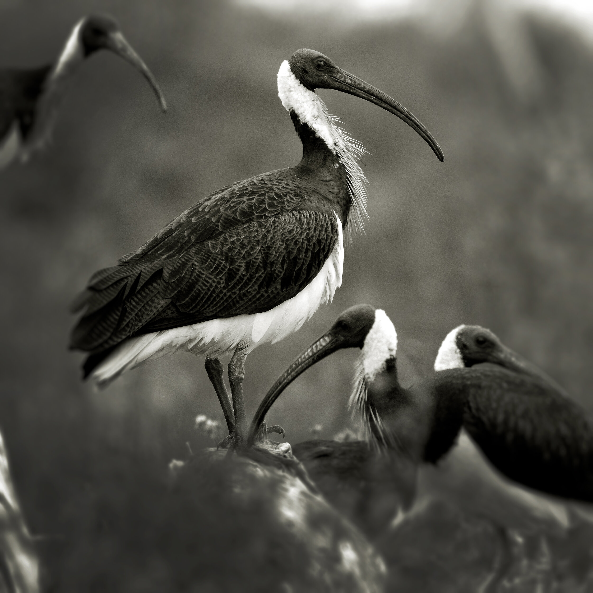 Straw-necked Ibis, Bool Lagoon SA 2016