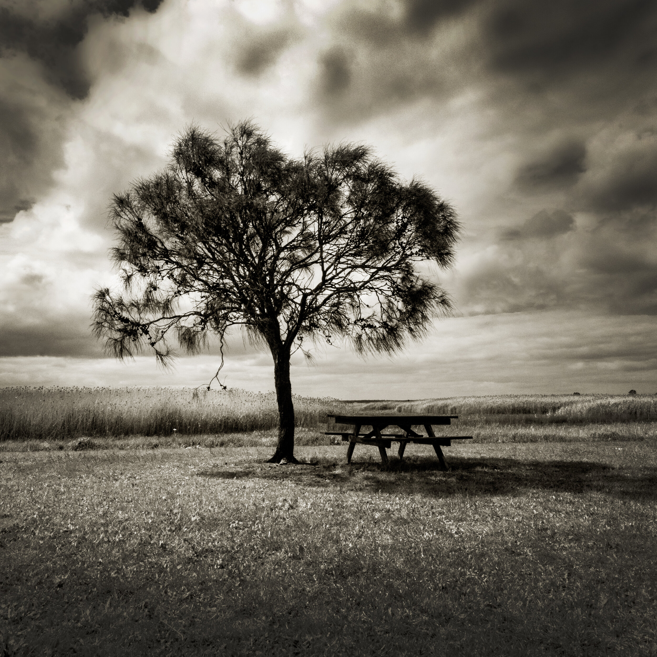 The Picnic Table, 2021