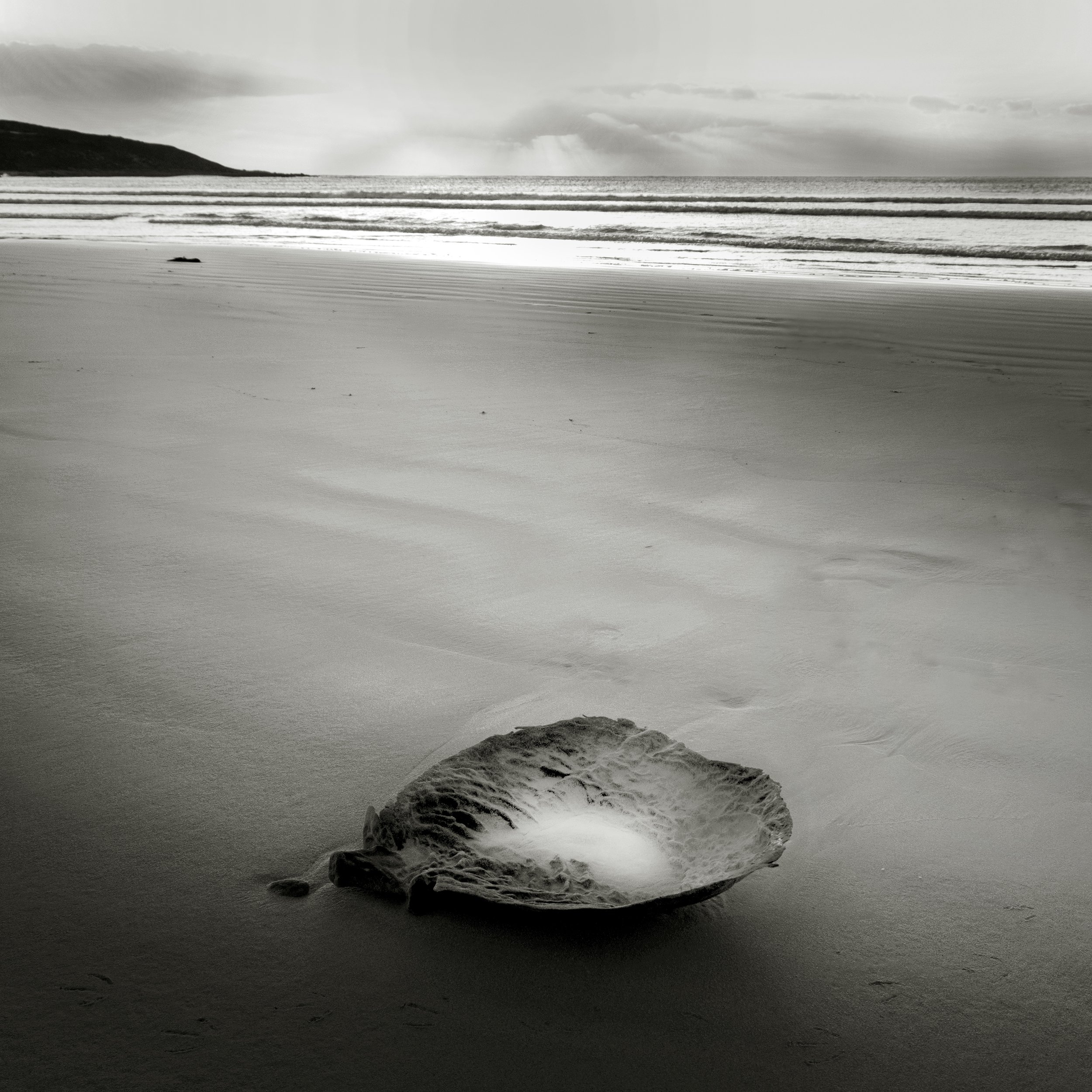 Sponge on beach at sunset, 2022