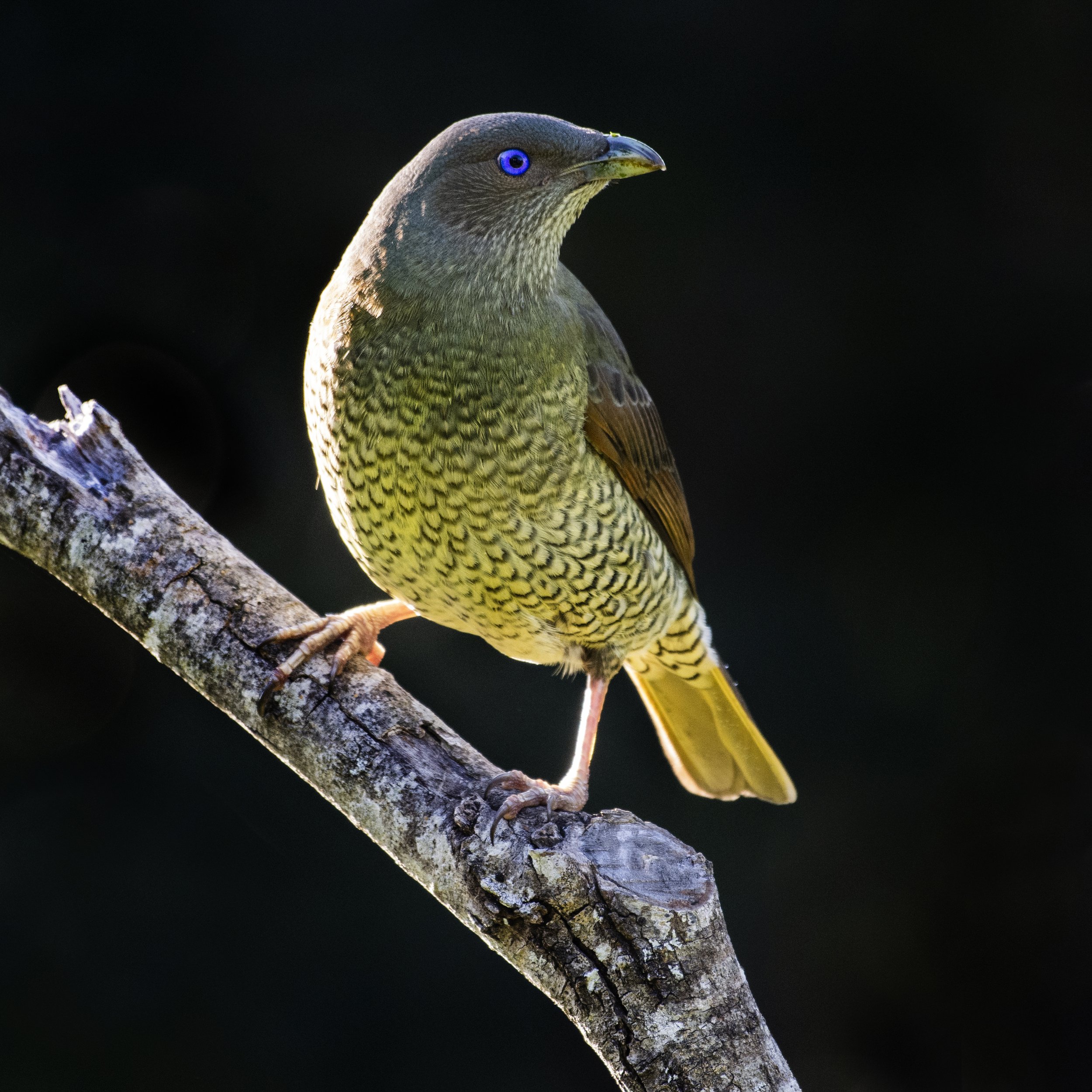 Female Satin Bowerbird, Lamington National Park, Queensland 2022