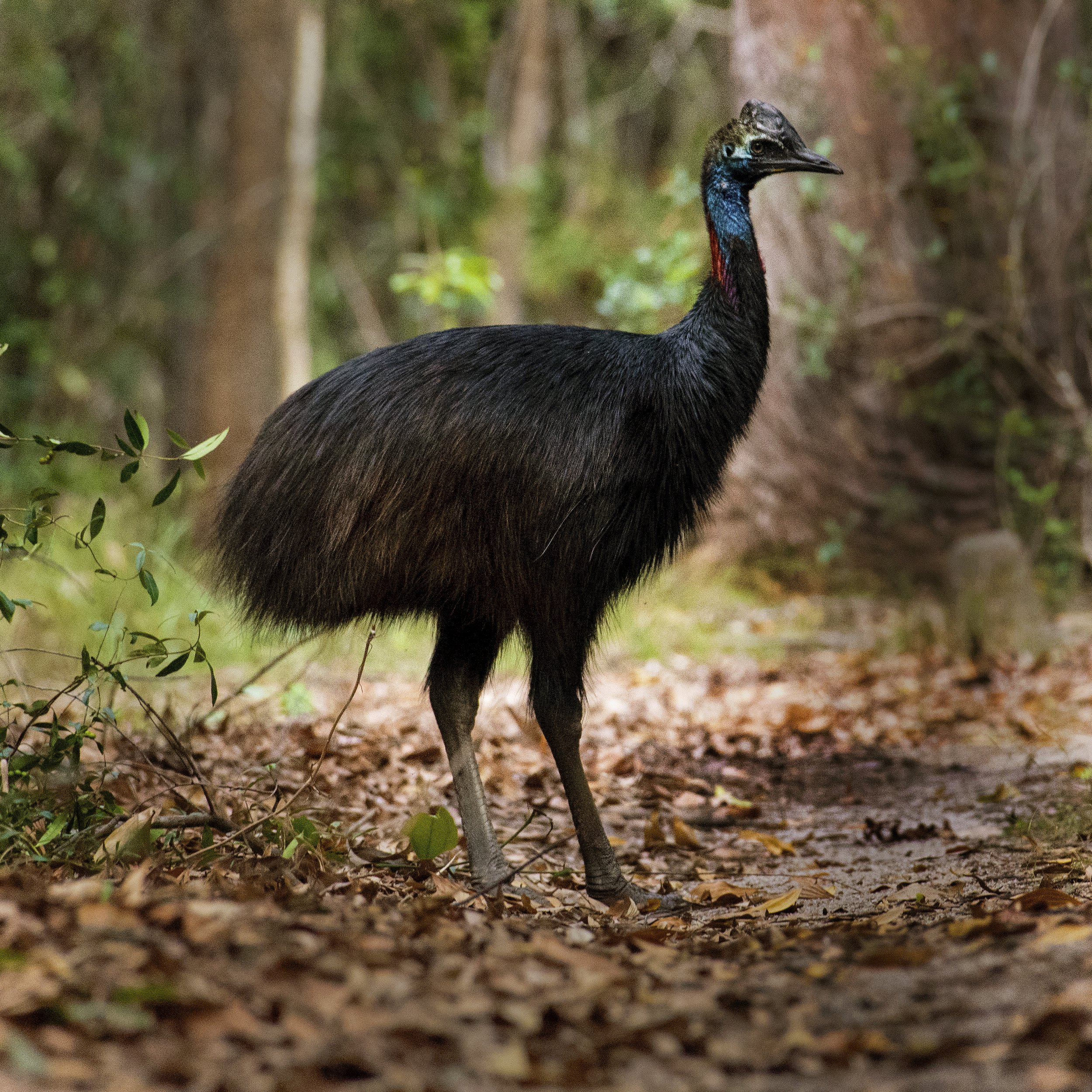 Young Southern Cassowary, Girramay NP, Tropical North Queensland 2022