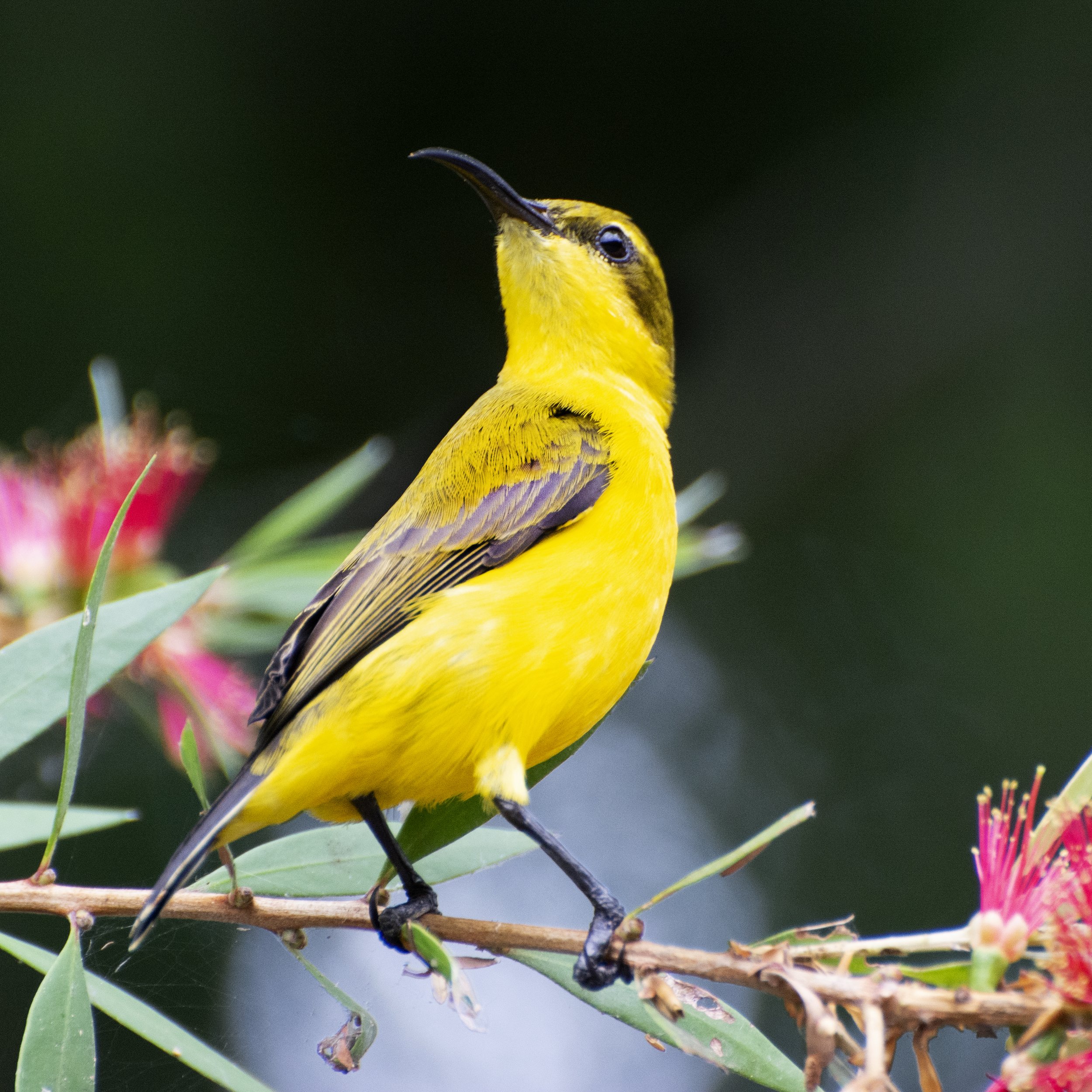 Olive-backed Sunbird, Cattana wetlands Cairns, Queensland 2022