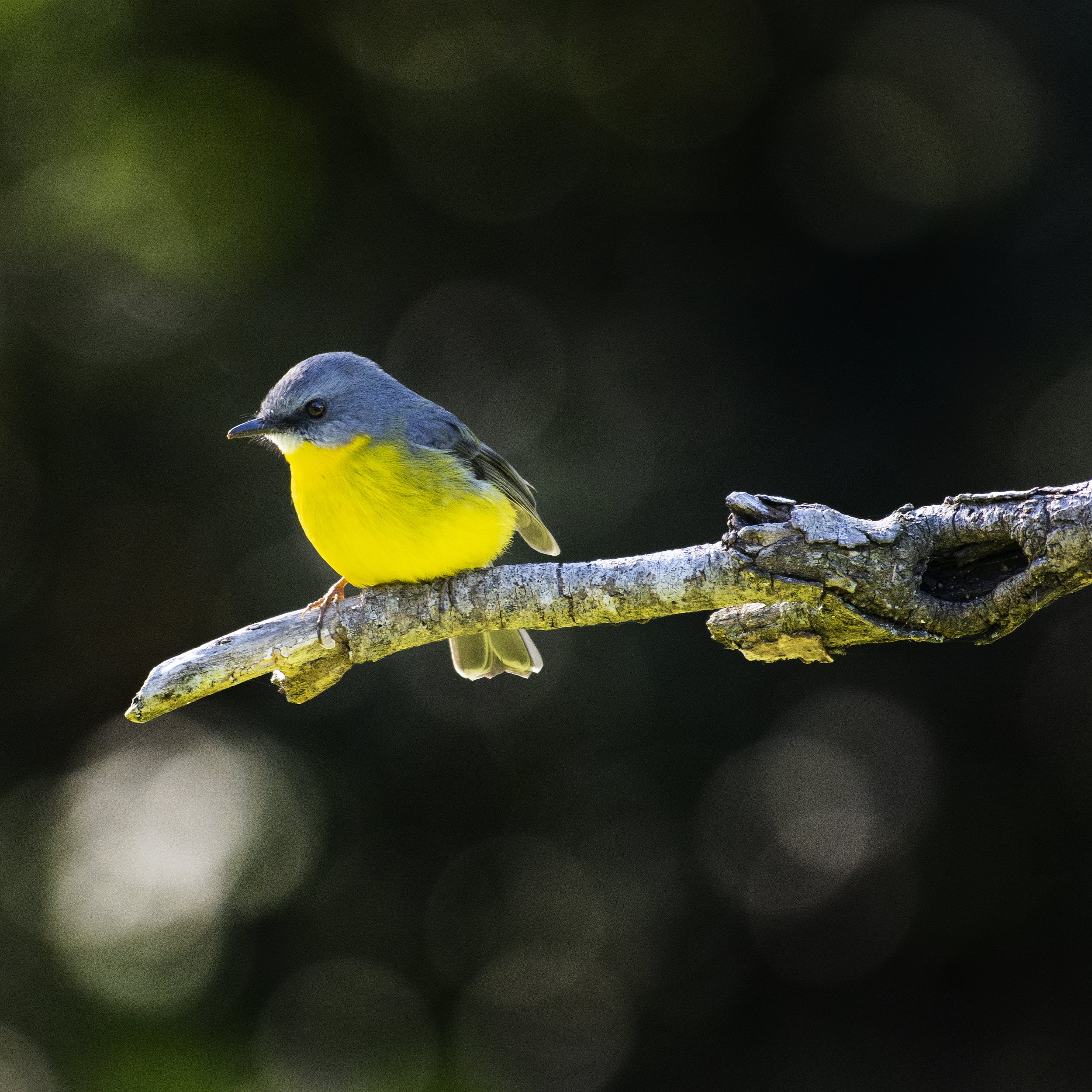 Eastern Yellow Robin, Lamington National Park, Queensland, 2022
