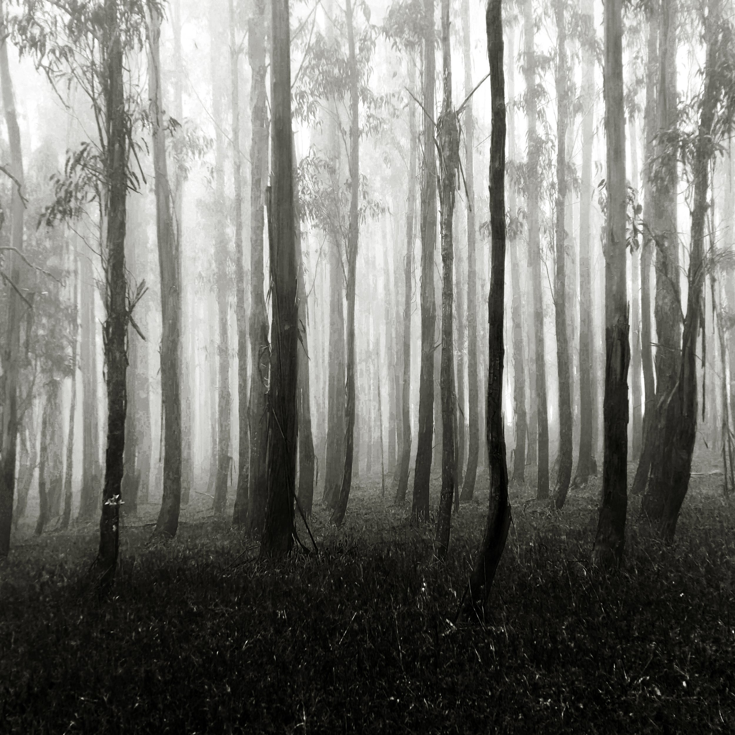 Forest Fog, Macclesfield Nov 2022