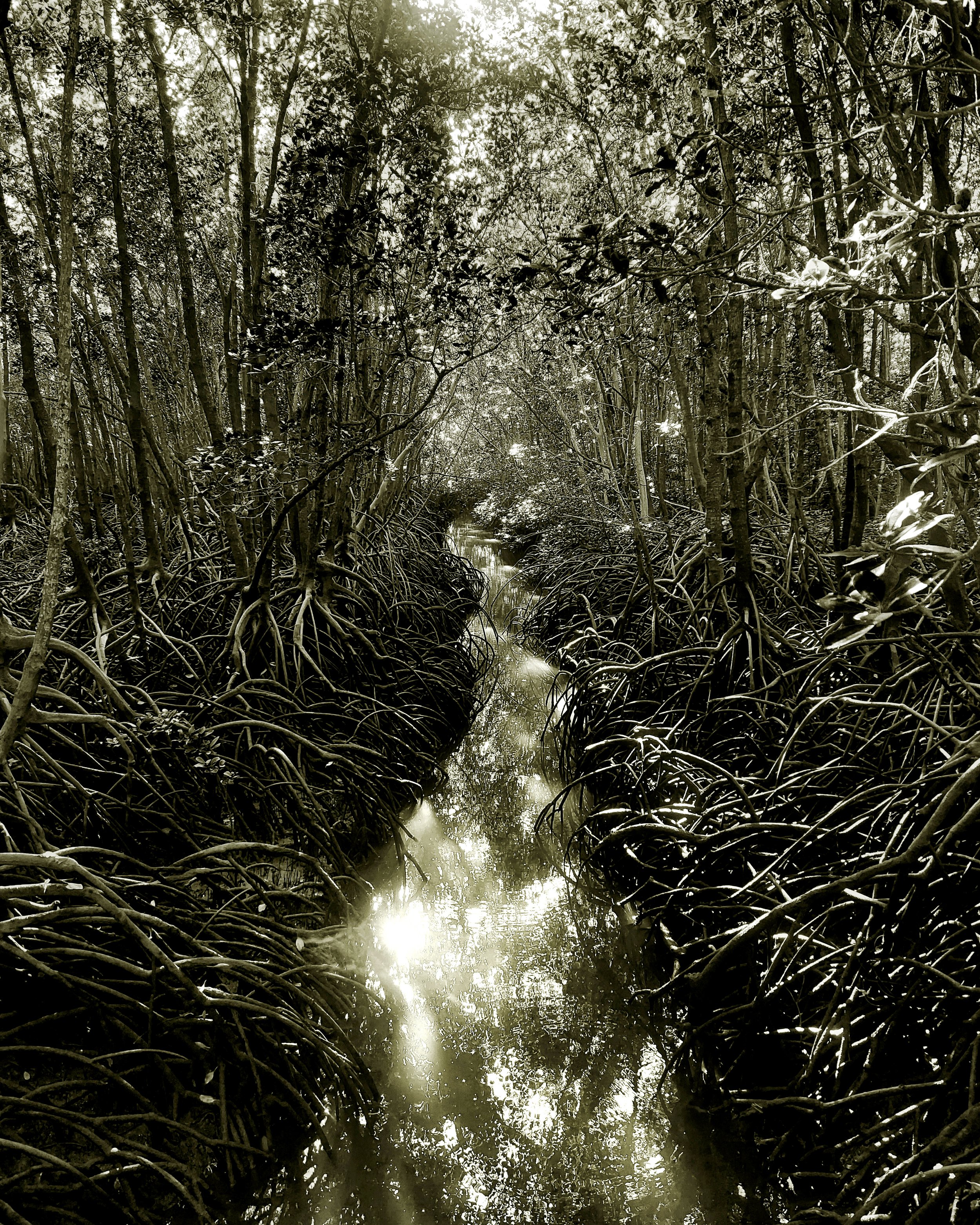 In the Silence - Mangroves, Darwin, NT 2023