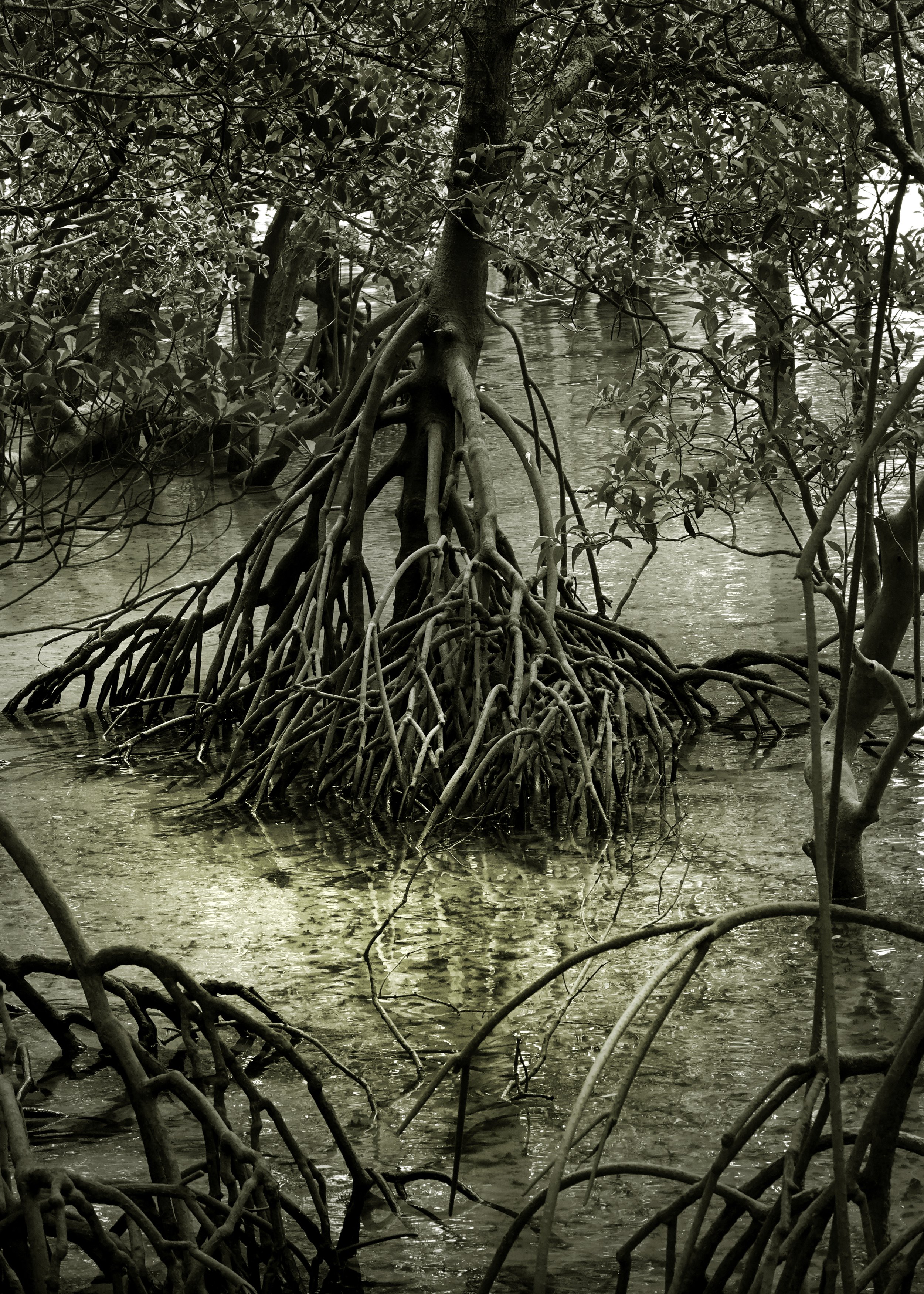 In the Silence 3- Mangroves, Darwin, NT 2023