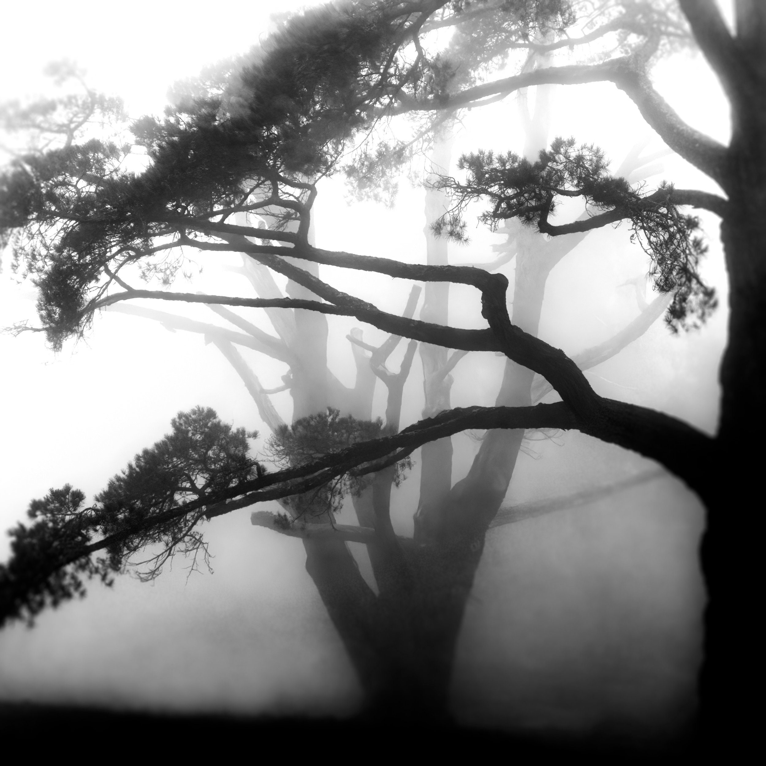 Fog Trees 2024