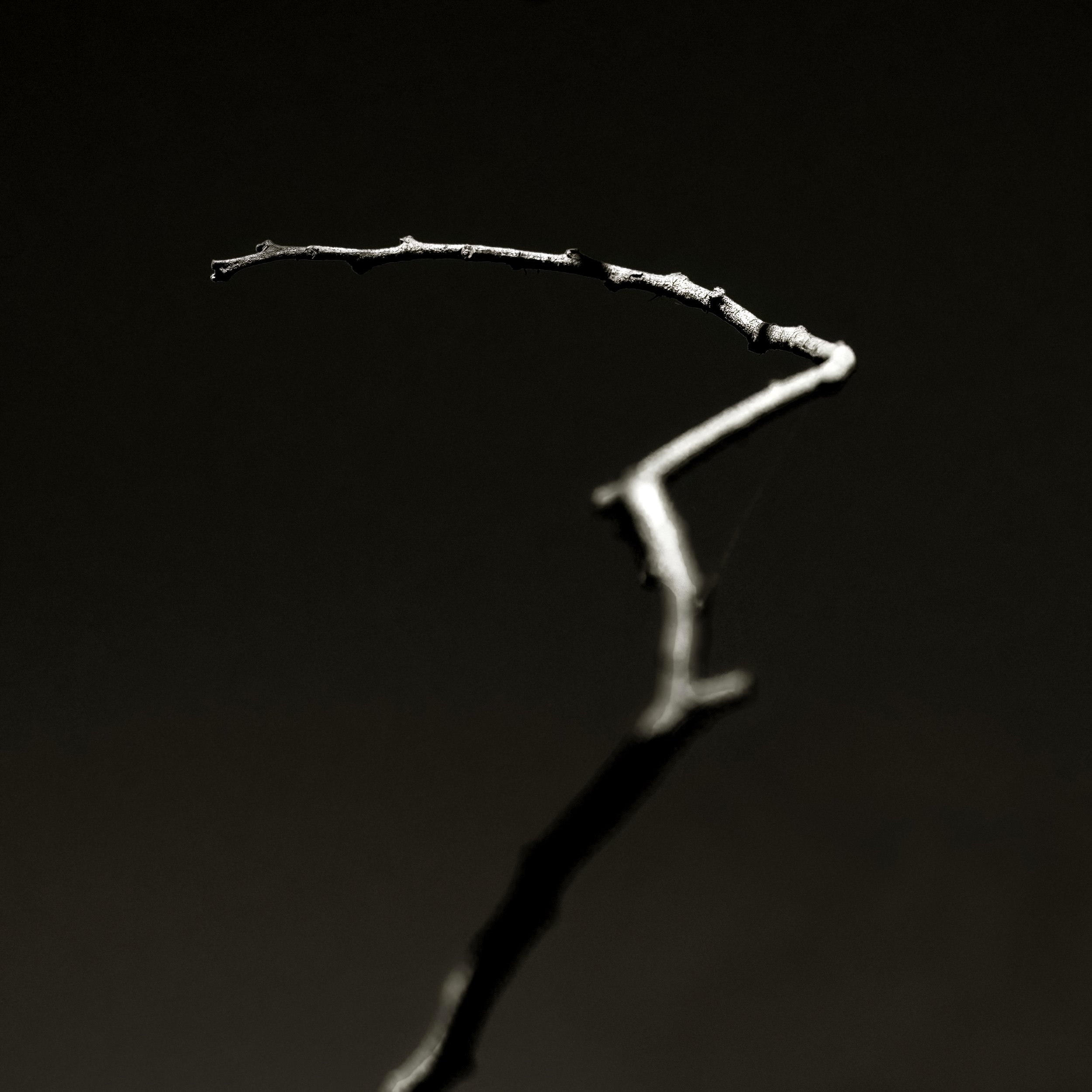 Twig No. 1 2024