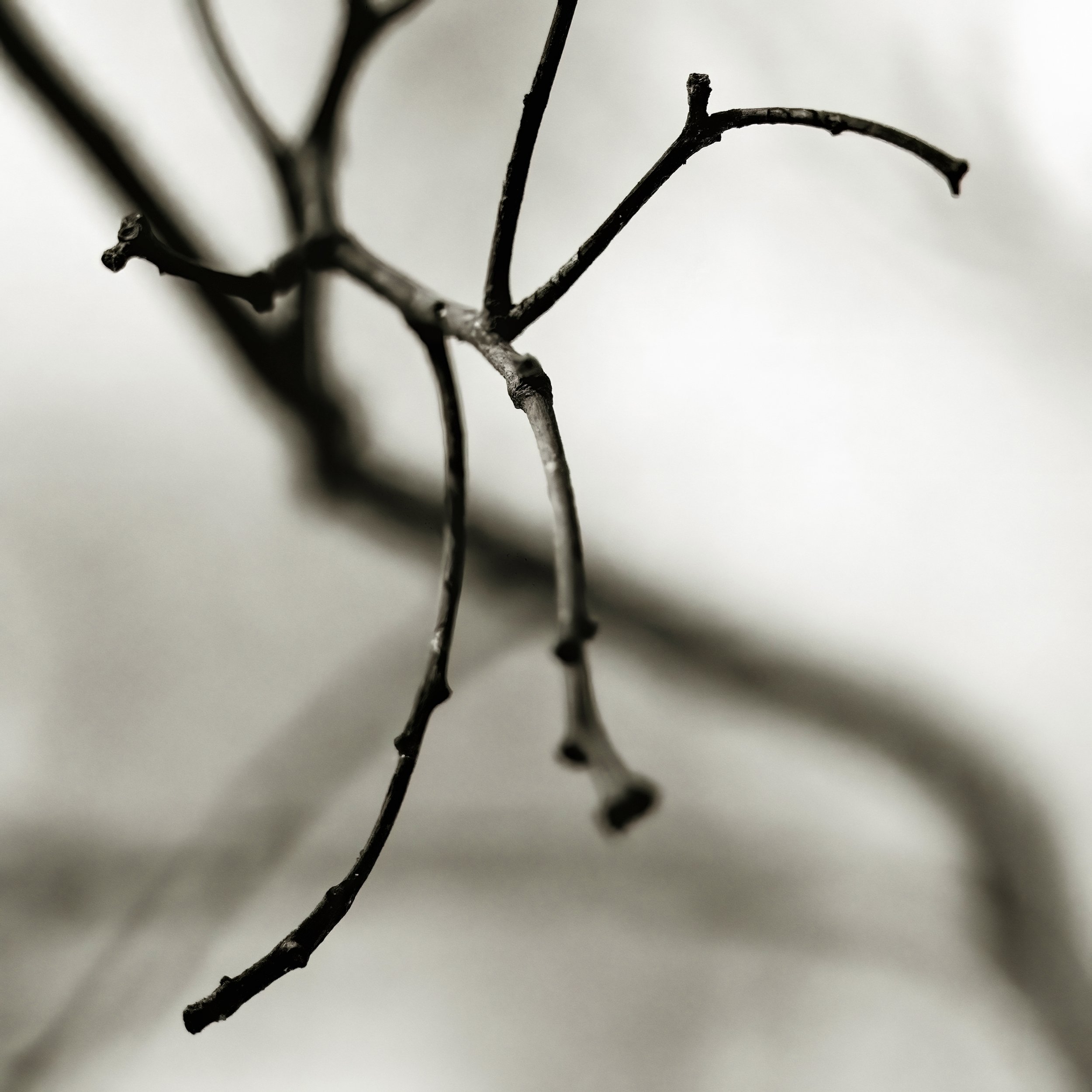 Twig No. 2