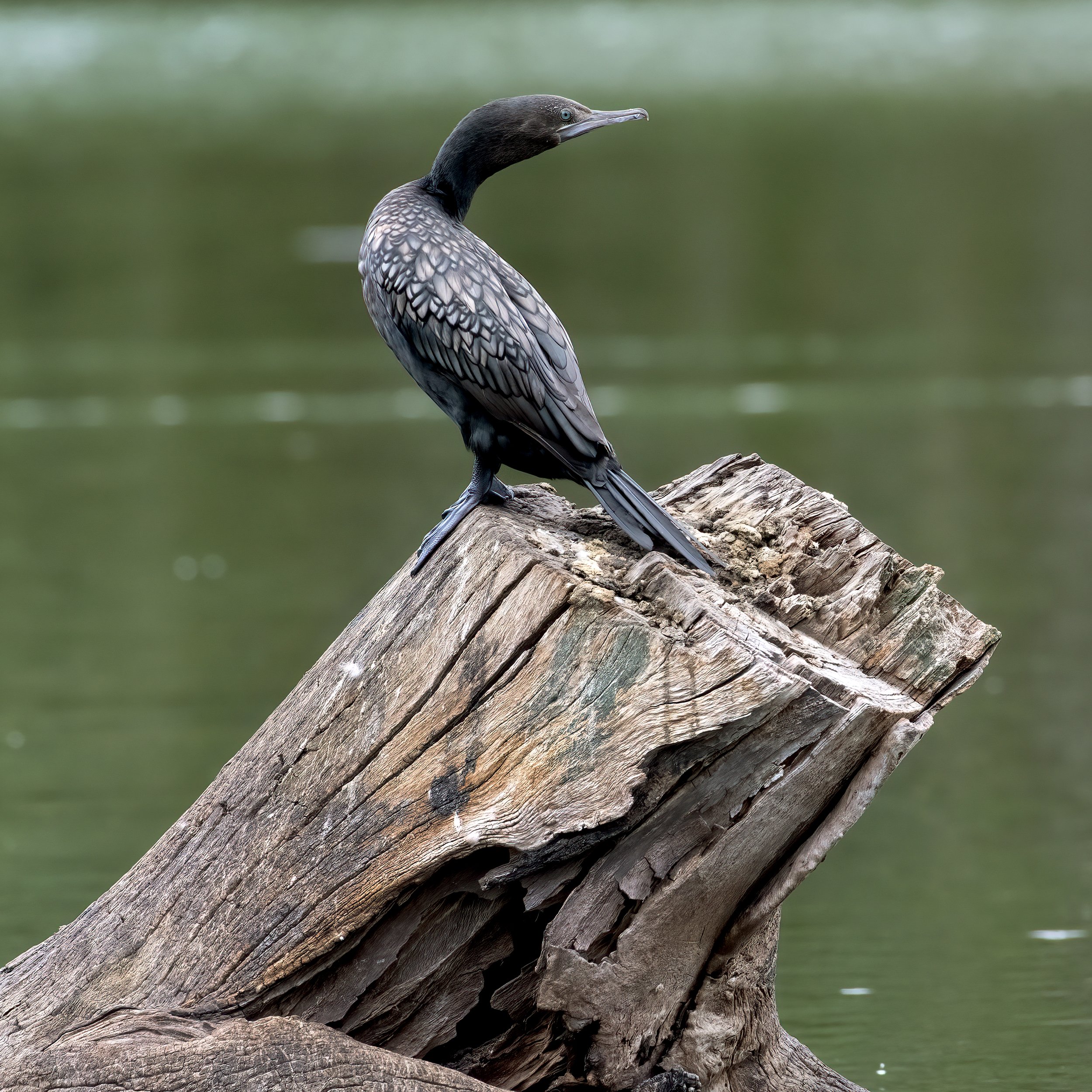 Little Black Cormorant, Laratinga Wetland, 2024