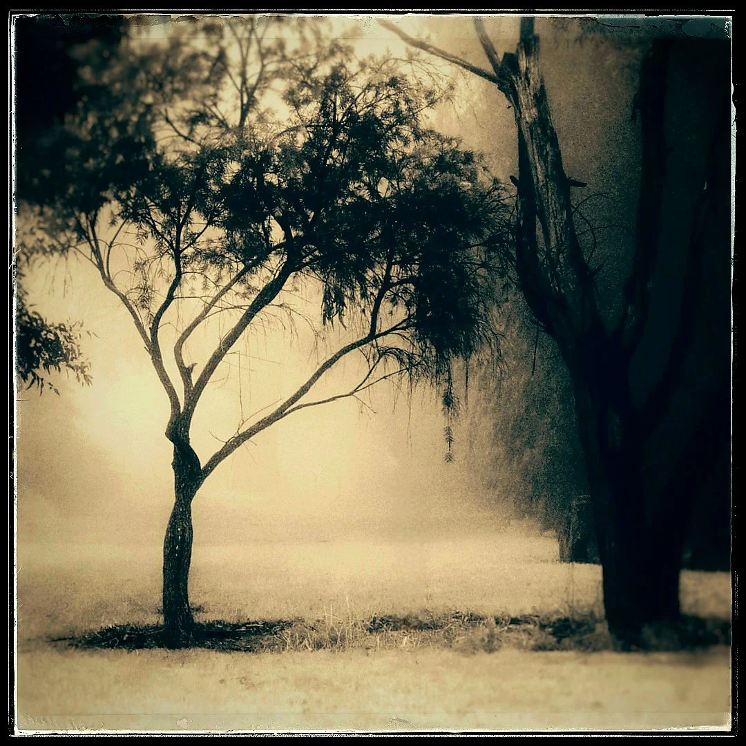 Misty Tree 2024