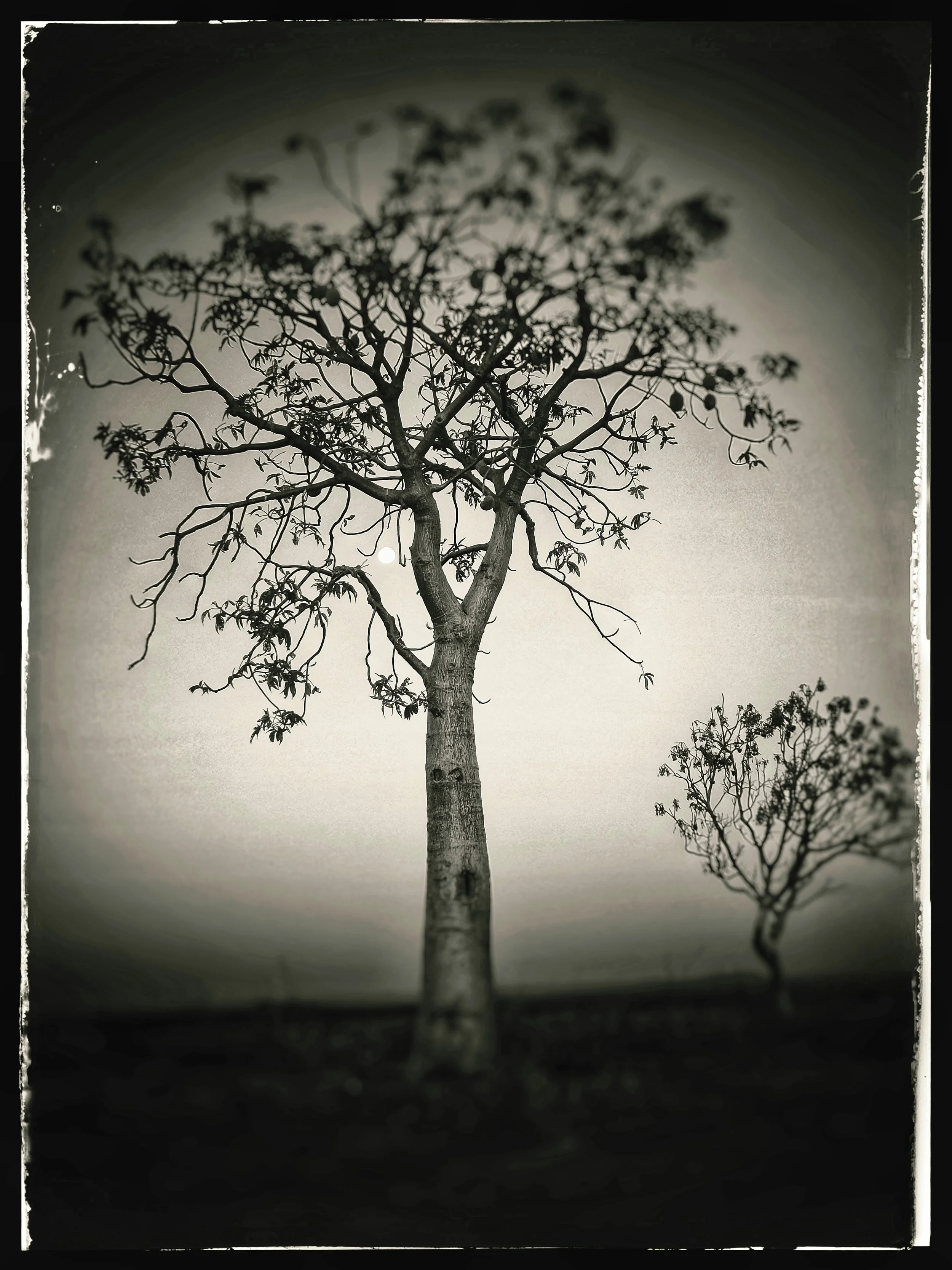 Moonlit trees, WA 2024